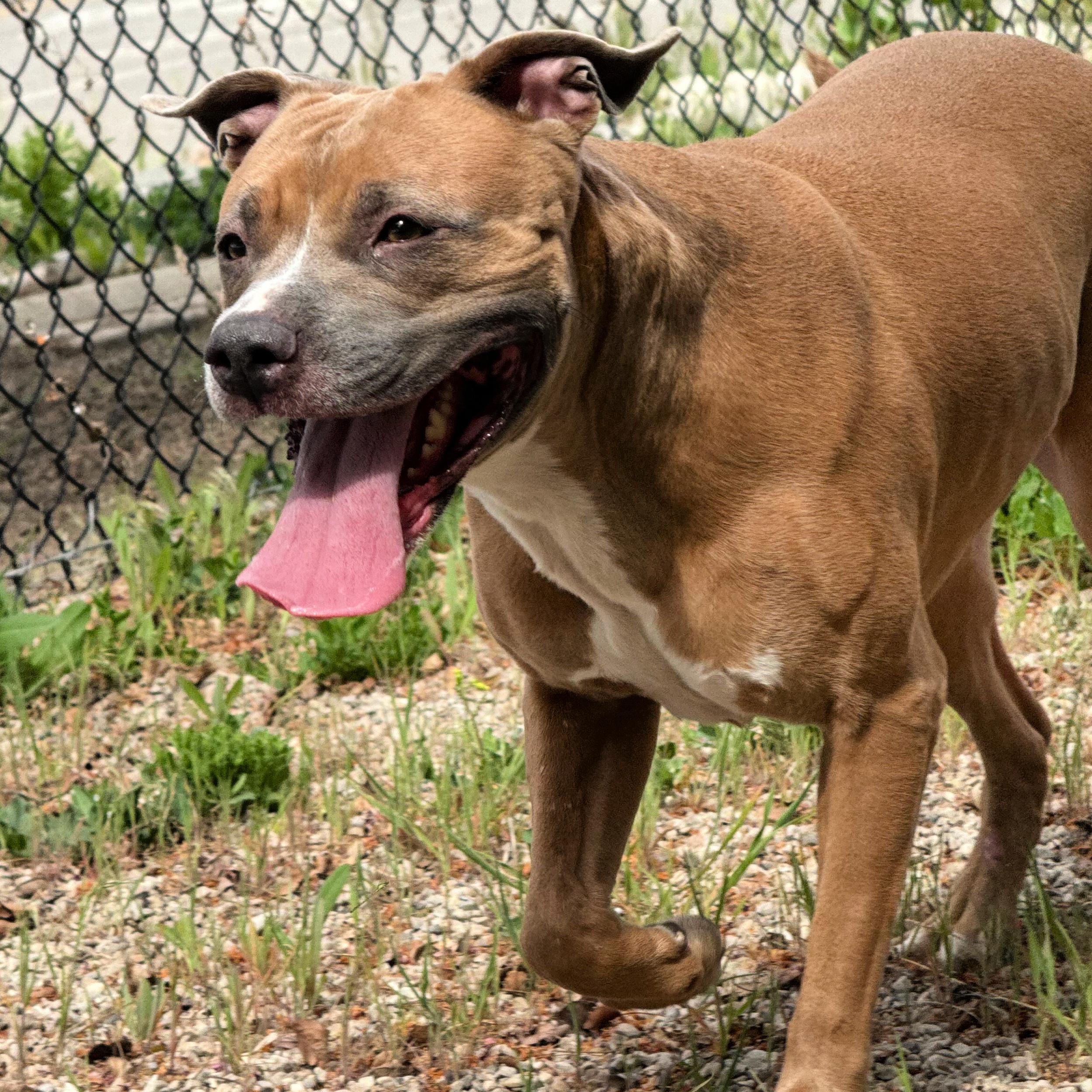 Gracie, ADOPTABLE, Adult Female Pit Bull Terrier.