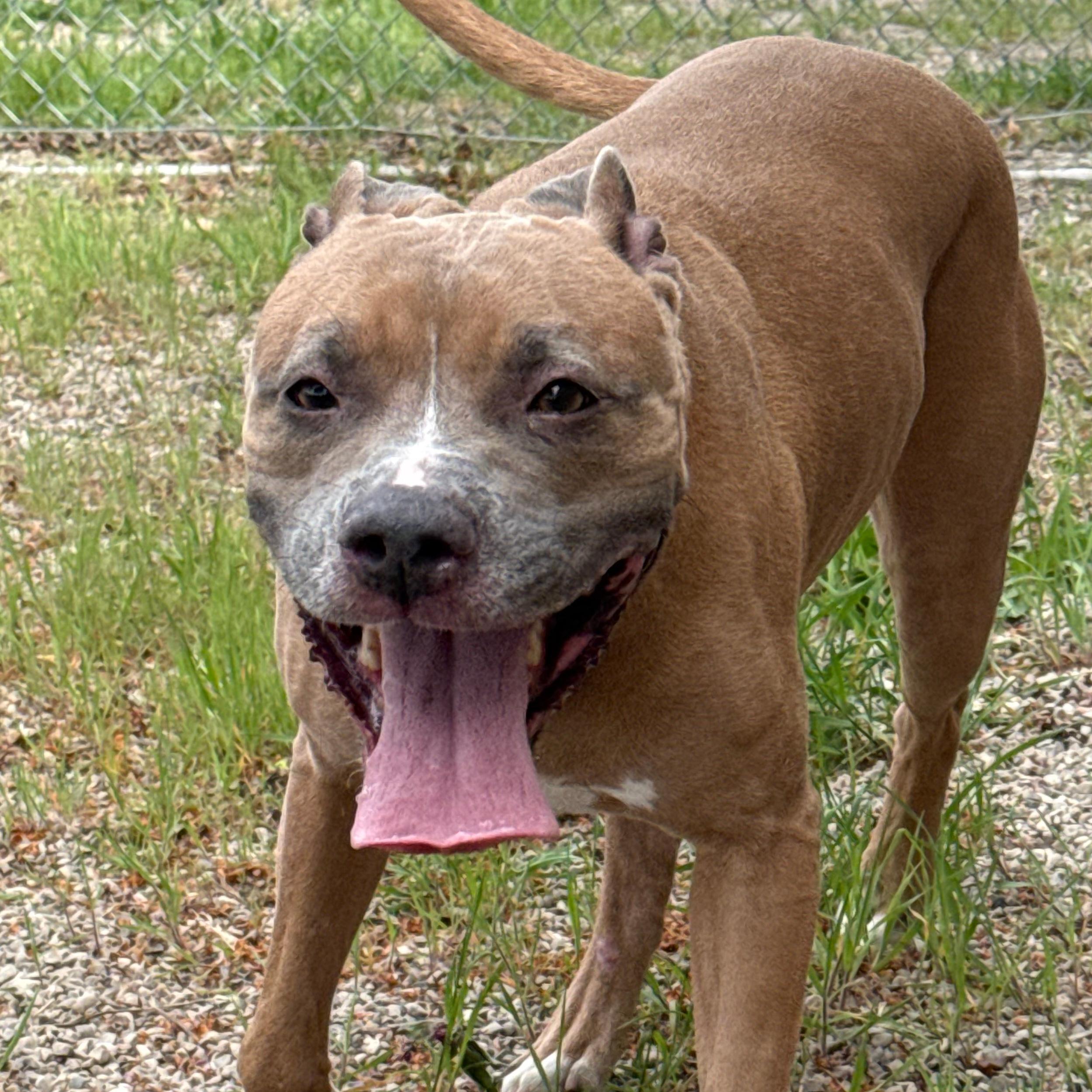 Enlarge Gracie, a ADOPTABLE mixed breed in Lindon, UT image 6/6