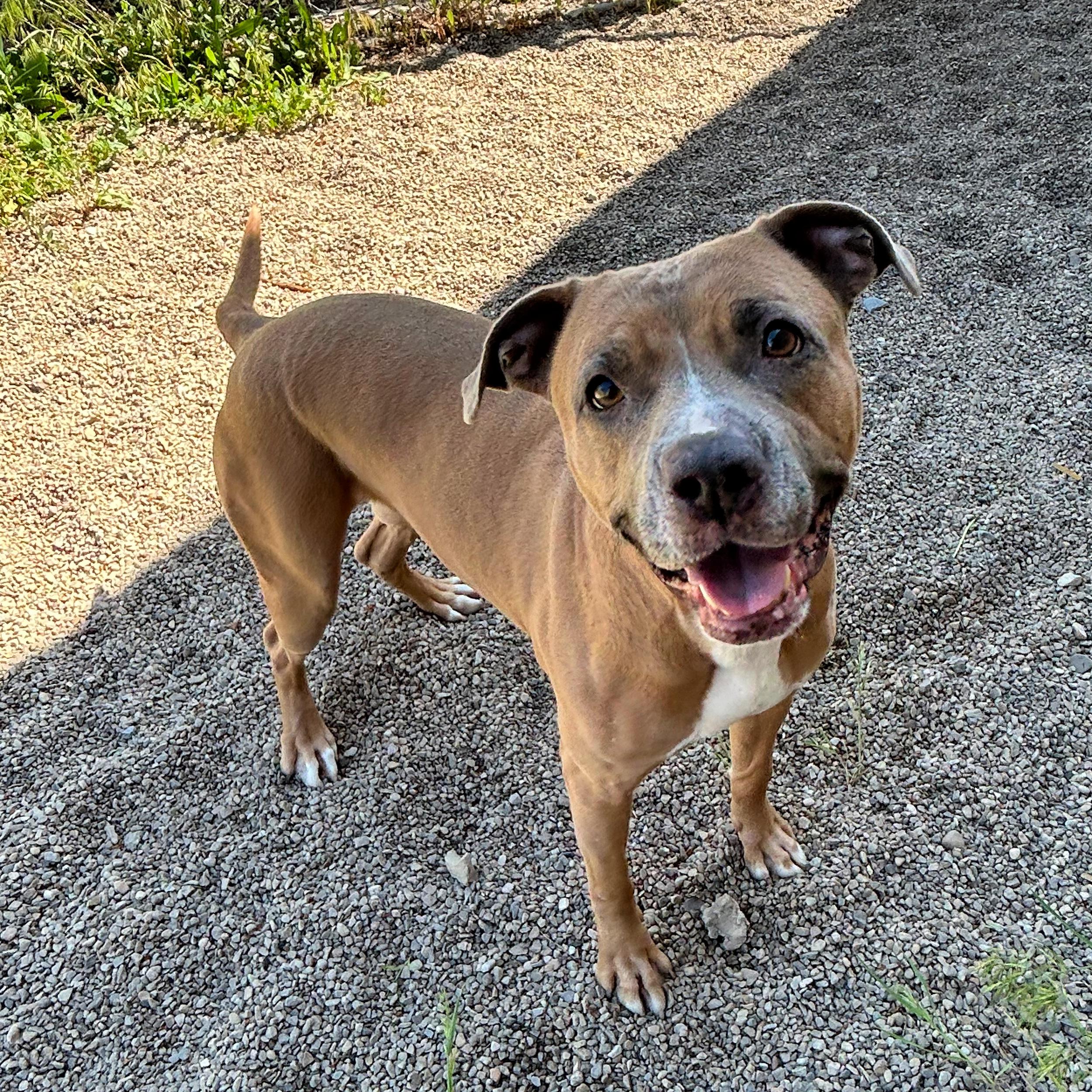 Enlarge Gracie, a ADOPTABLE mixed breed in Lindon, UT image 5/5