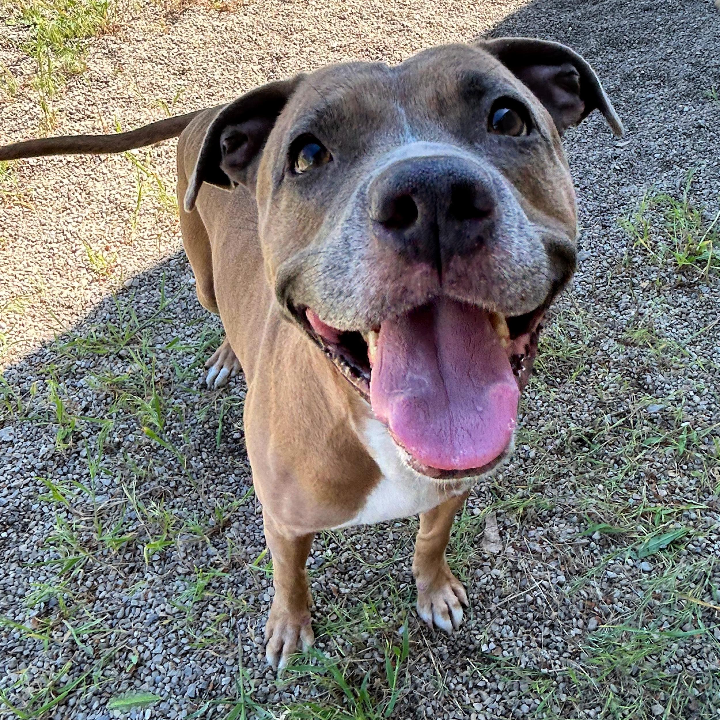 Enlarge Gracie, a ADOPTABLE mixed breed in Lindon, UT image 2/5