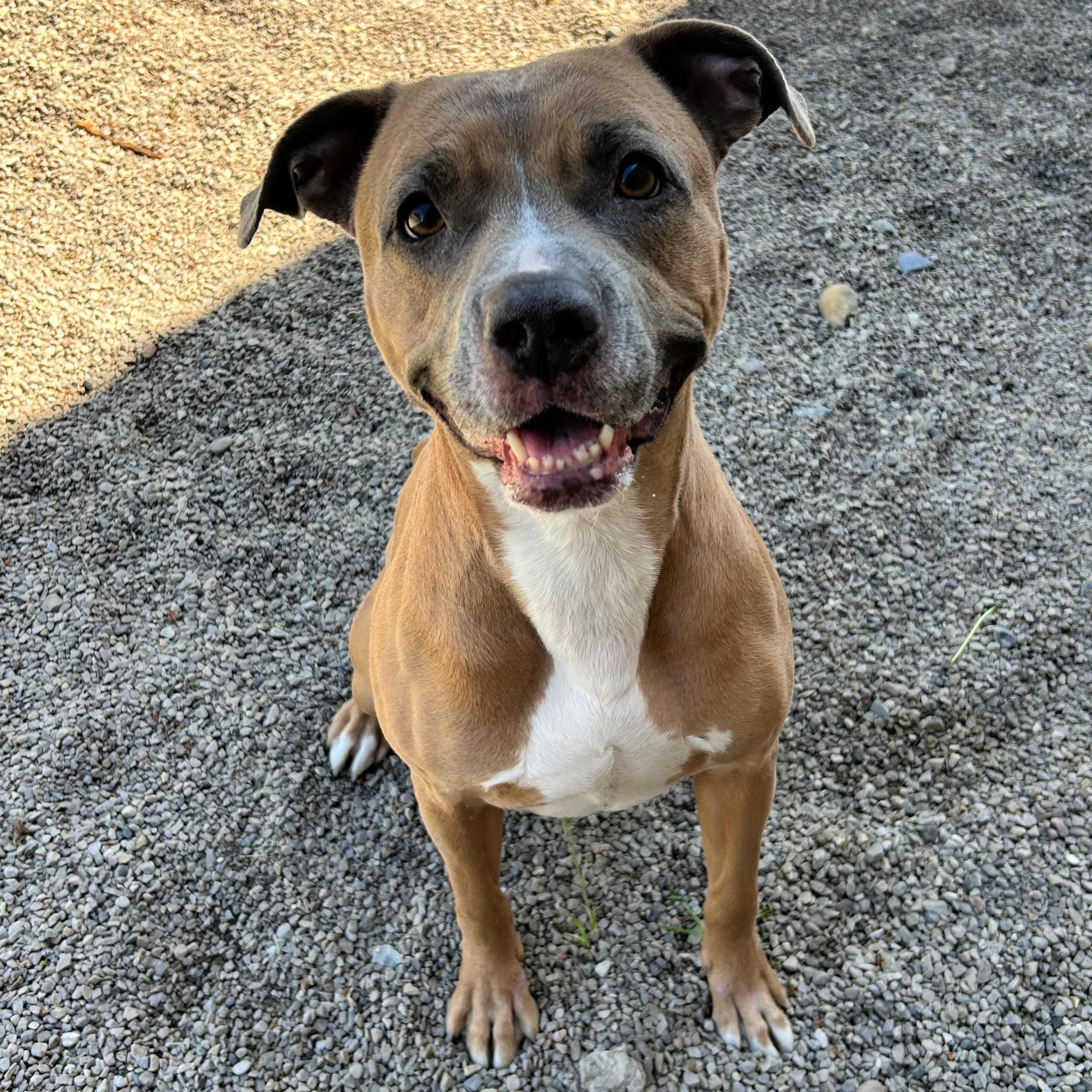 Enlarge Gracie, a ADOPTABLE mixed breed in Lindon, UT image 3/5