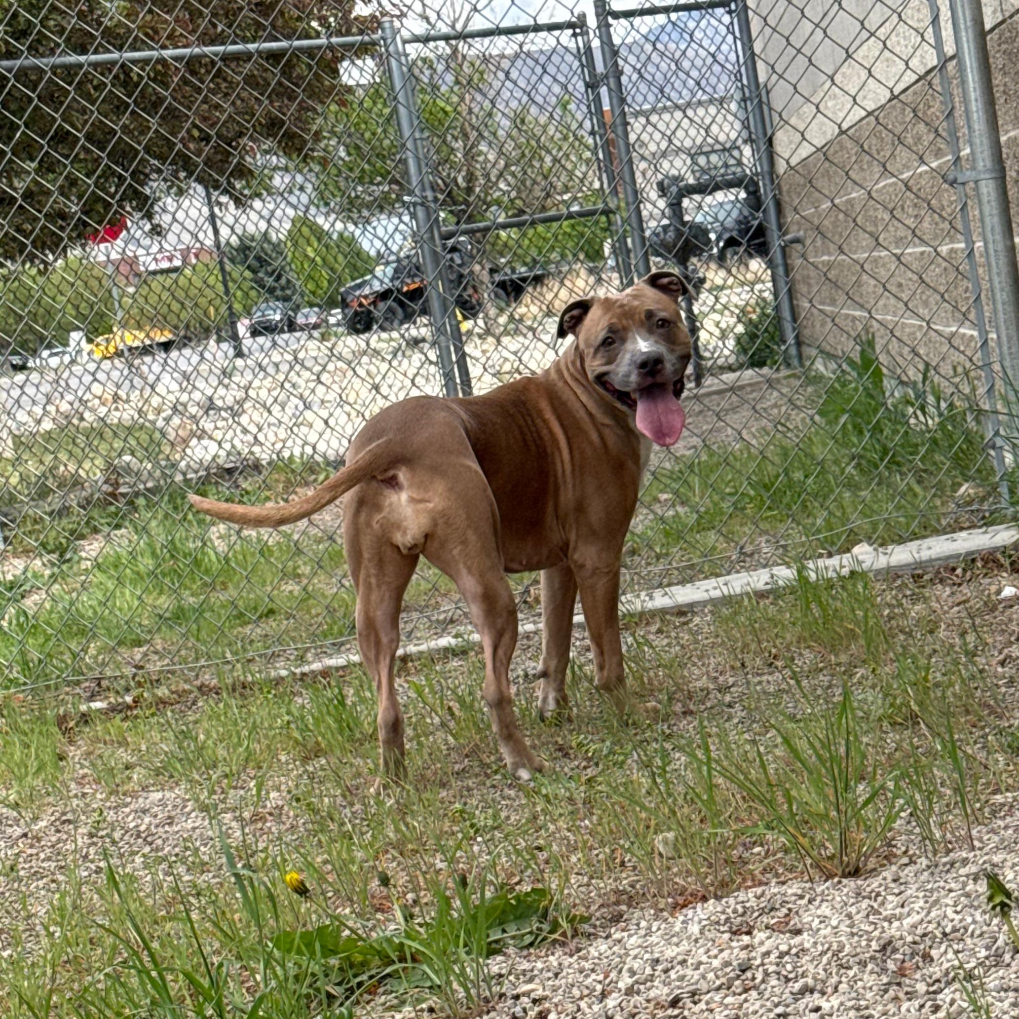 Enlarge Gracie, a ADOPTABLE mixed breed in Lindon, UT image 5/6