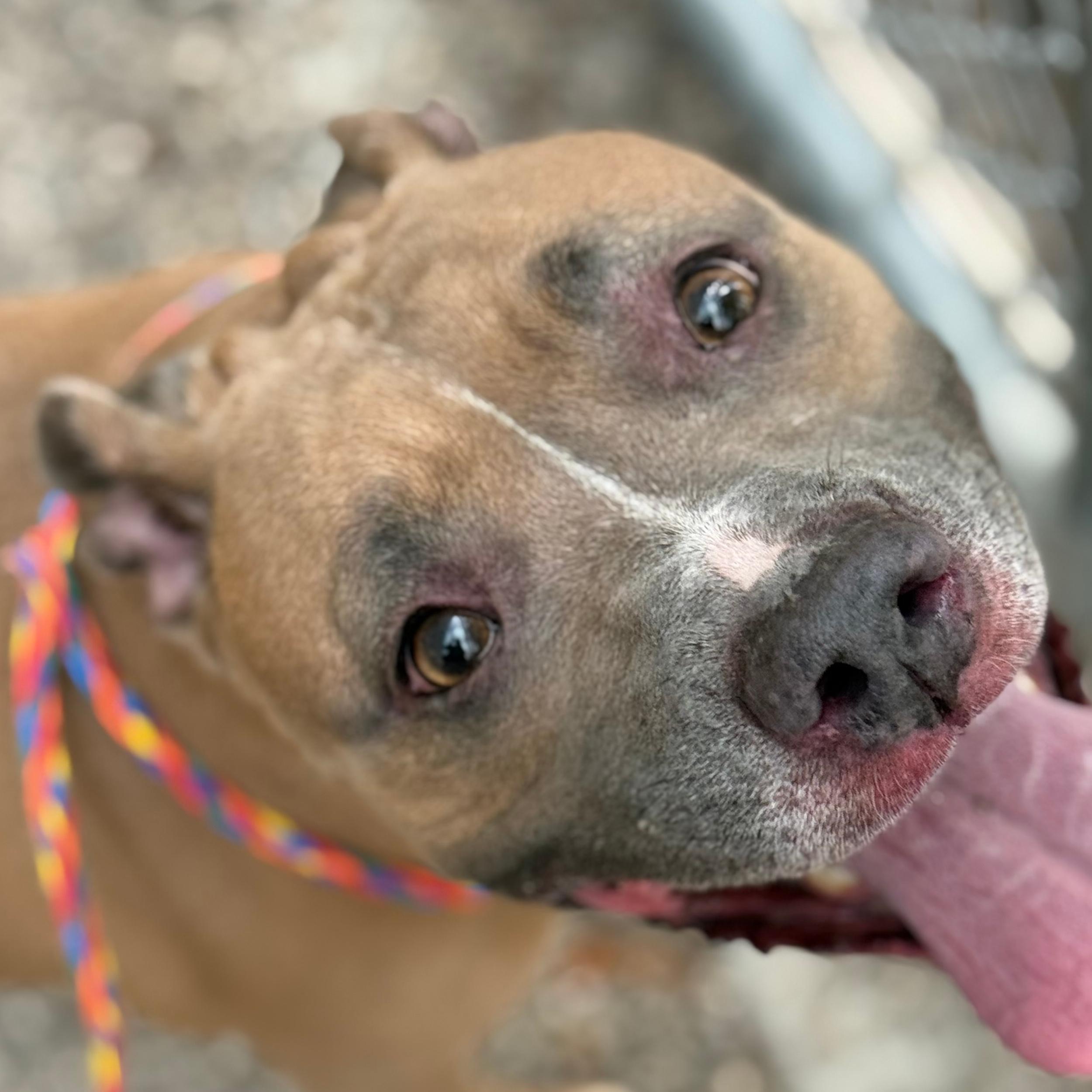 Enlarge Gracie, a ADOPTABLE mixed breed in Lindon, UT image 4/6