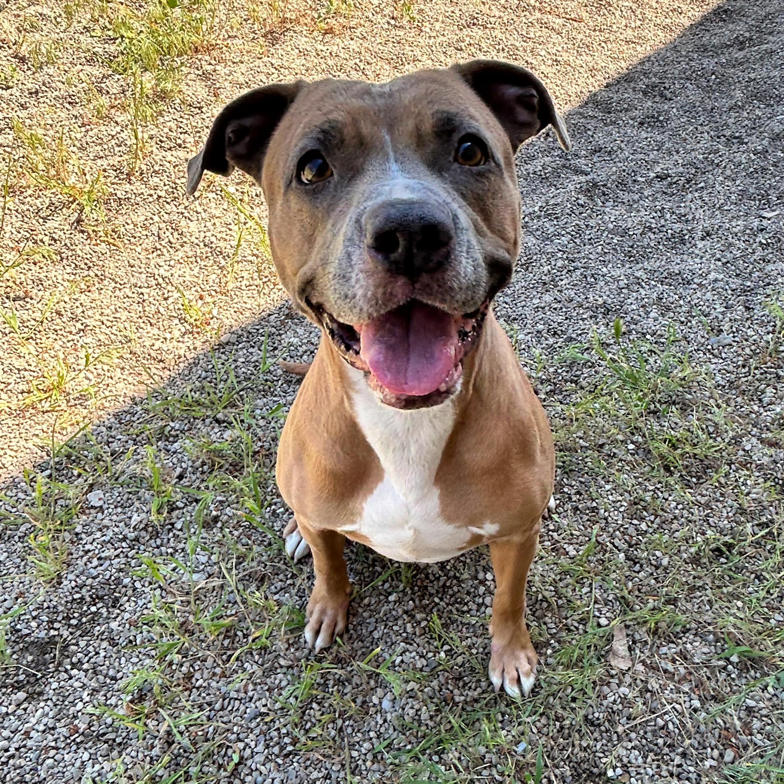 Enlarge Gracie, a ADOPTABLE mixed breed in Lindon, UT image 4/5