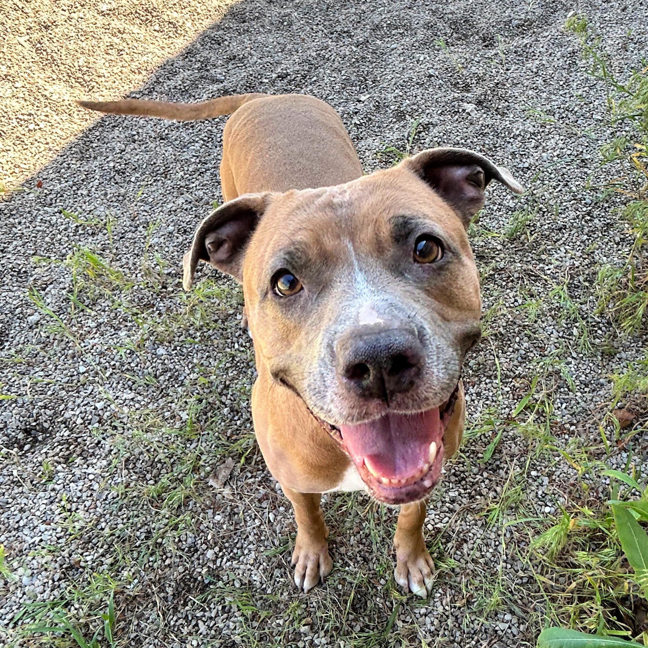 Gracie, ADOPTABLE, Adult Female Pit Bull Terrier.