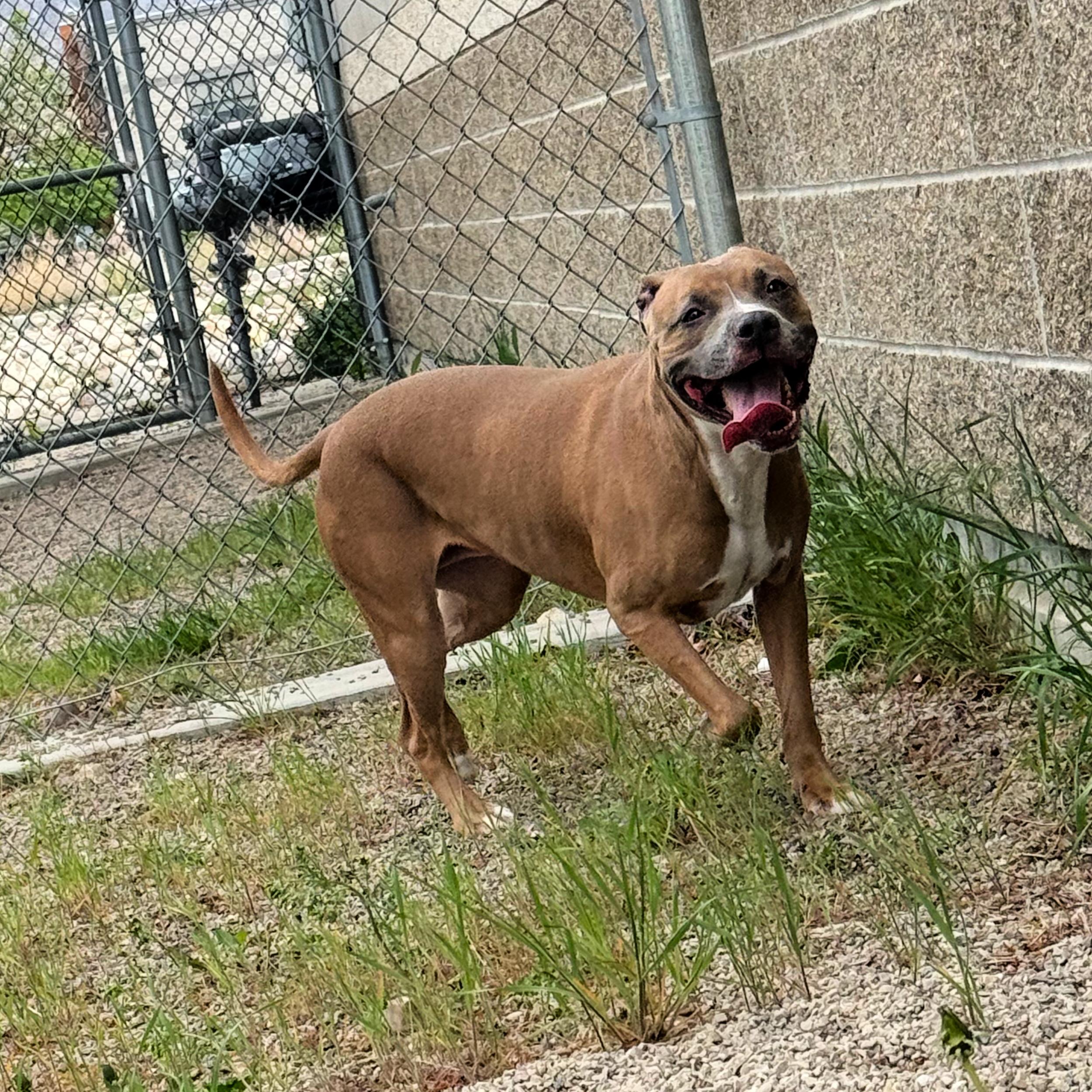 Enlarge Gracie, a ADOPTABLE mixed breed in Lindon, UT image 2/6