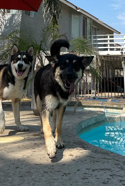 Enlarge Kiko, a Adopted mixed breed in Calabasas, CA image 5/6