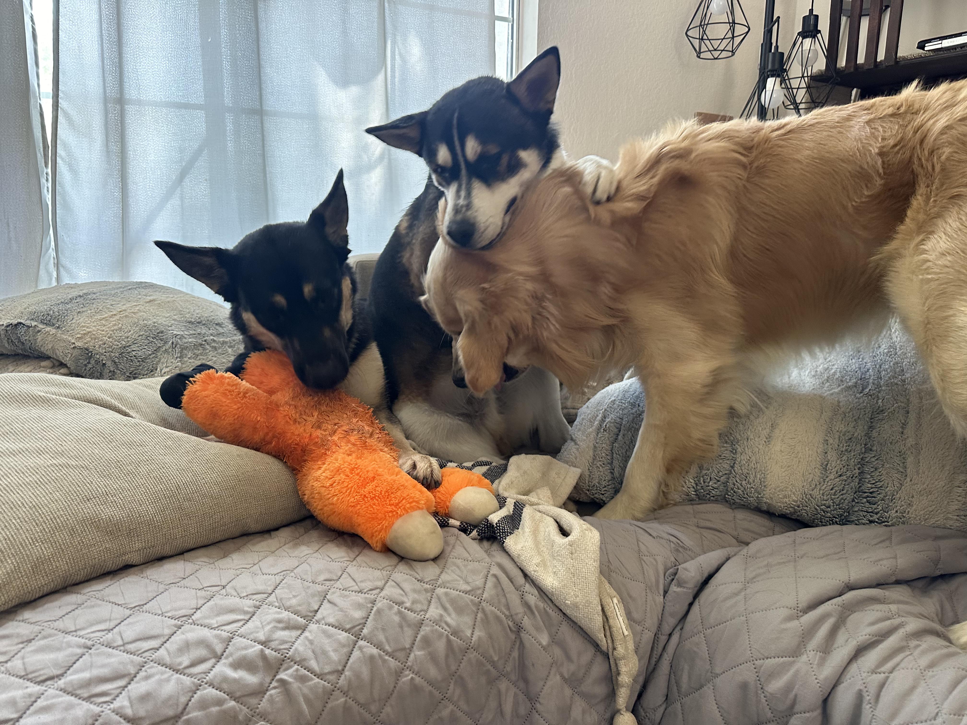 Enlarge Kiko, a Adopted mixed breed in Calabasas, CA image 4/6