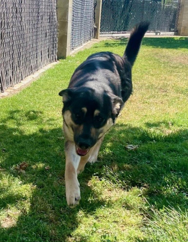 Enlarge Kiko, a Adopted mixed breed in Calabasas, CA image 6/6