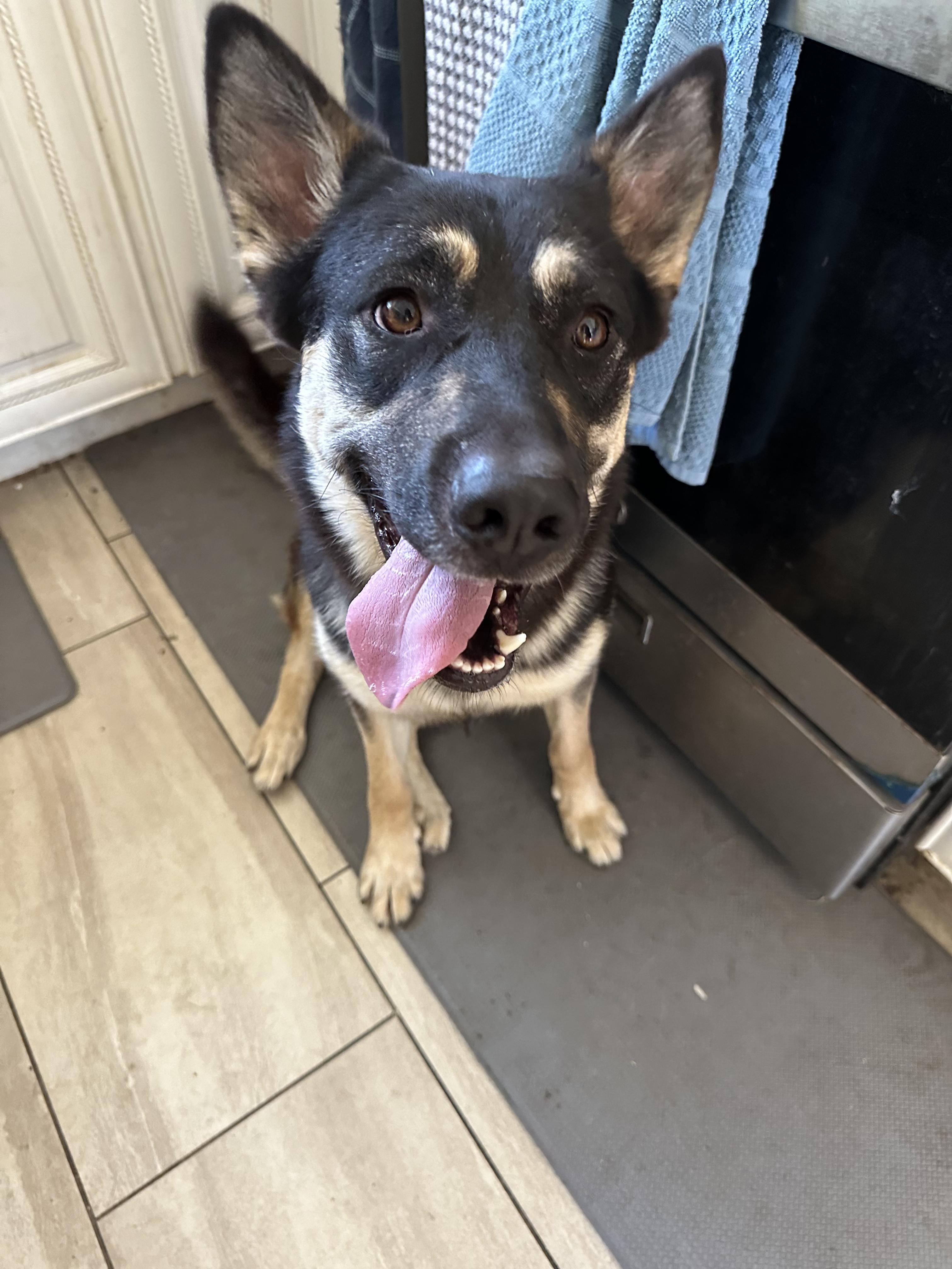 Kiko, Adopted, Young Female Shepherd.