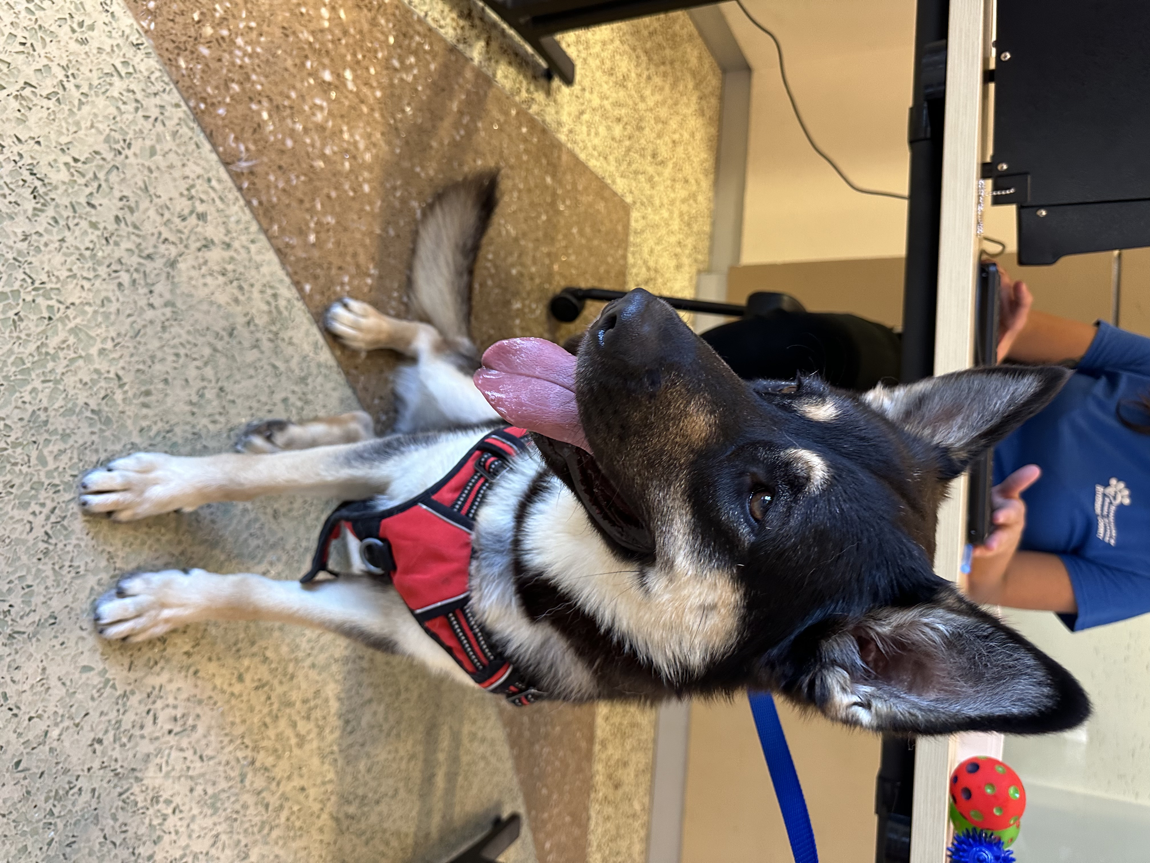 Enlarge Kiko, a Adopted mixed breed in Calabasas, CA image 2/6