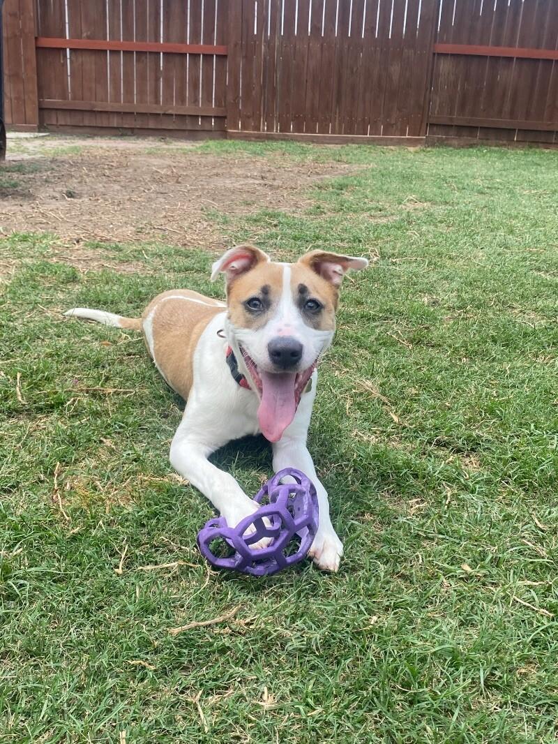 Enlarge Aria The Girl With A Beautiful Smile, a Adoptable mixed breed in Friendswood, TX image 1/6