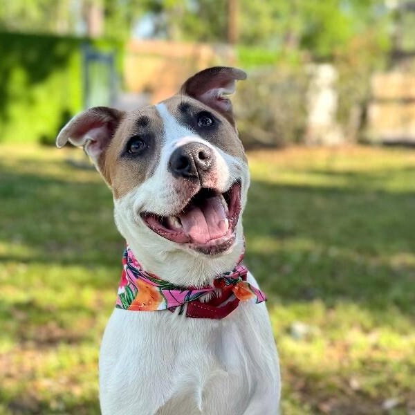 Enlarge Aria The Girl With A Beautiful Smile, a Adoptable mixed breed in Friendswood, TX image 2/6