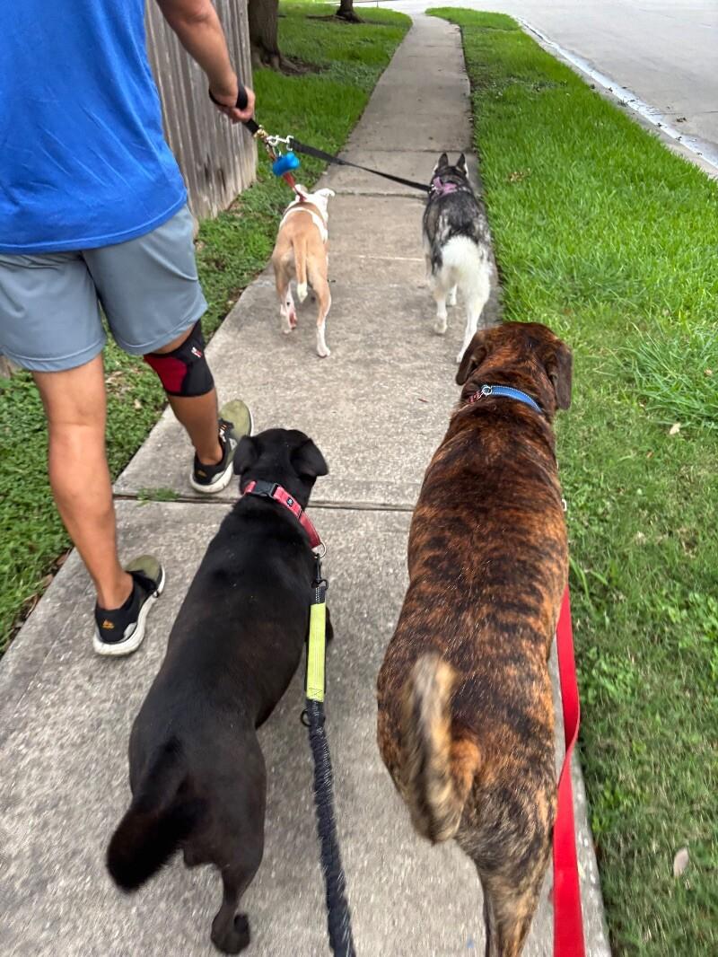 Enlarge Aria The Girl With A Beautiful Smile, a Adoptable mixed breed in Friendswood, TX image 3/6