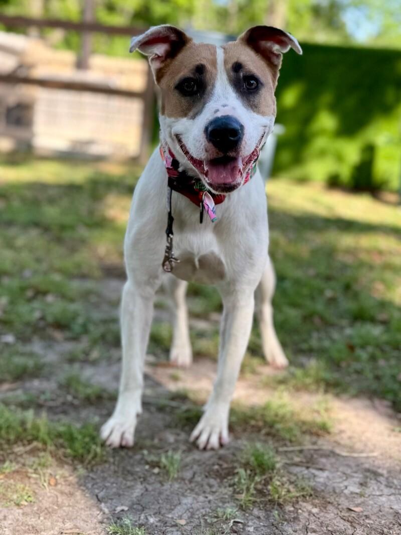 Enlarge Aria The Girl With A Beautiful Smile, a Adoptable mixed breed in Friendswood, TX image 4/6