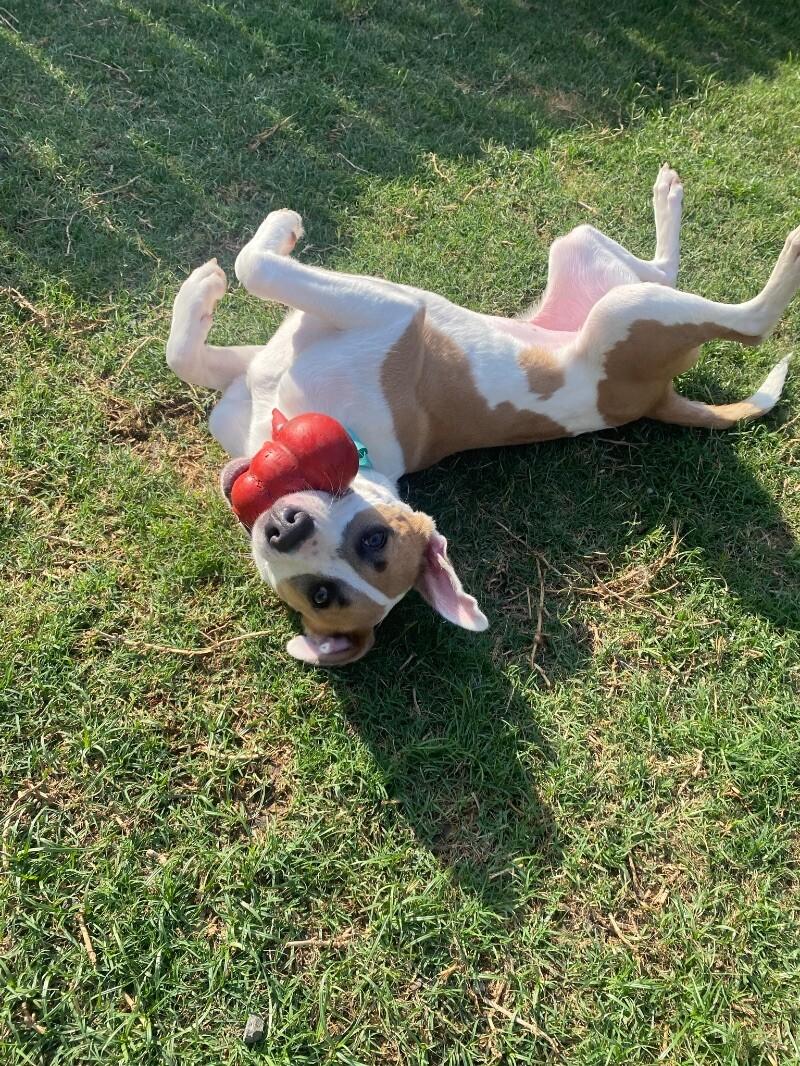 Enlarge Aria The Girl With A Beautiful Smile, a Adoptable mixed breed in Friendswood, TX image 5/6