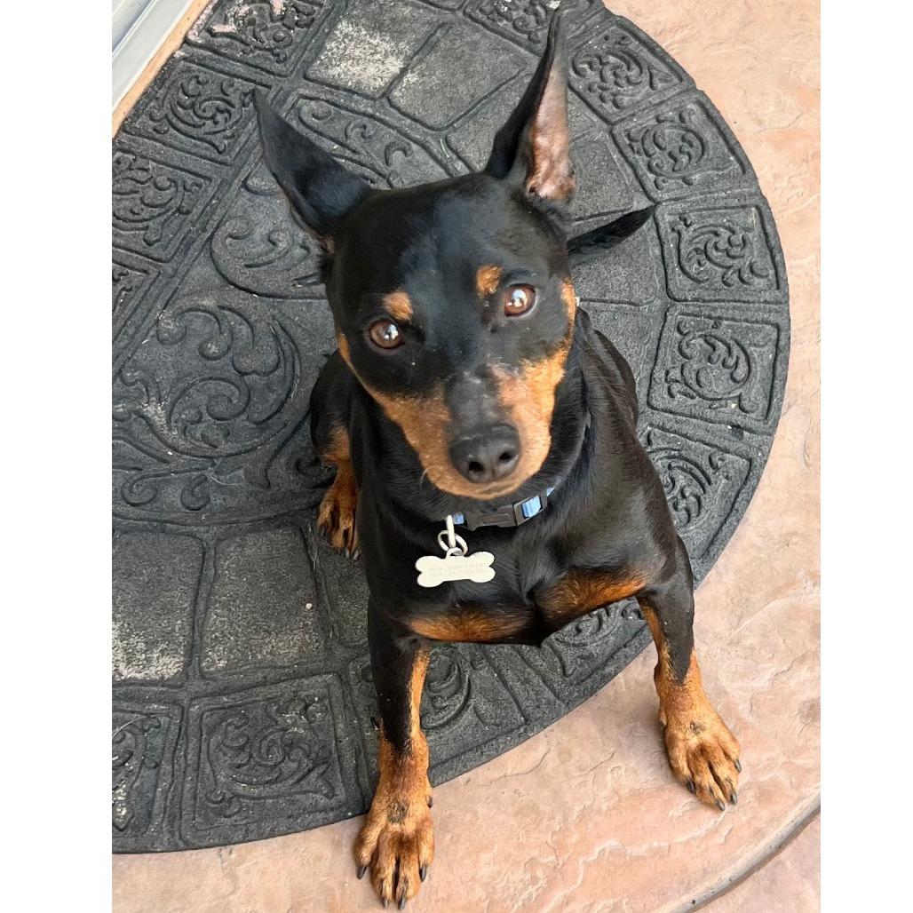 Enlarge CHIP, a Adoptable Miniature Pinscher in Pleasanton, CA image 1/5