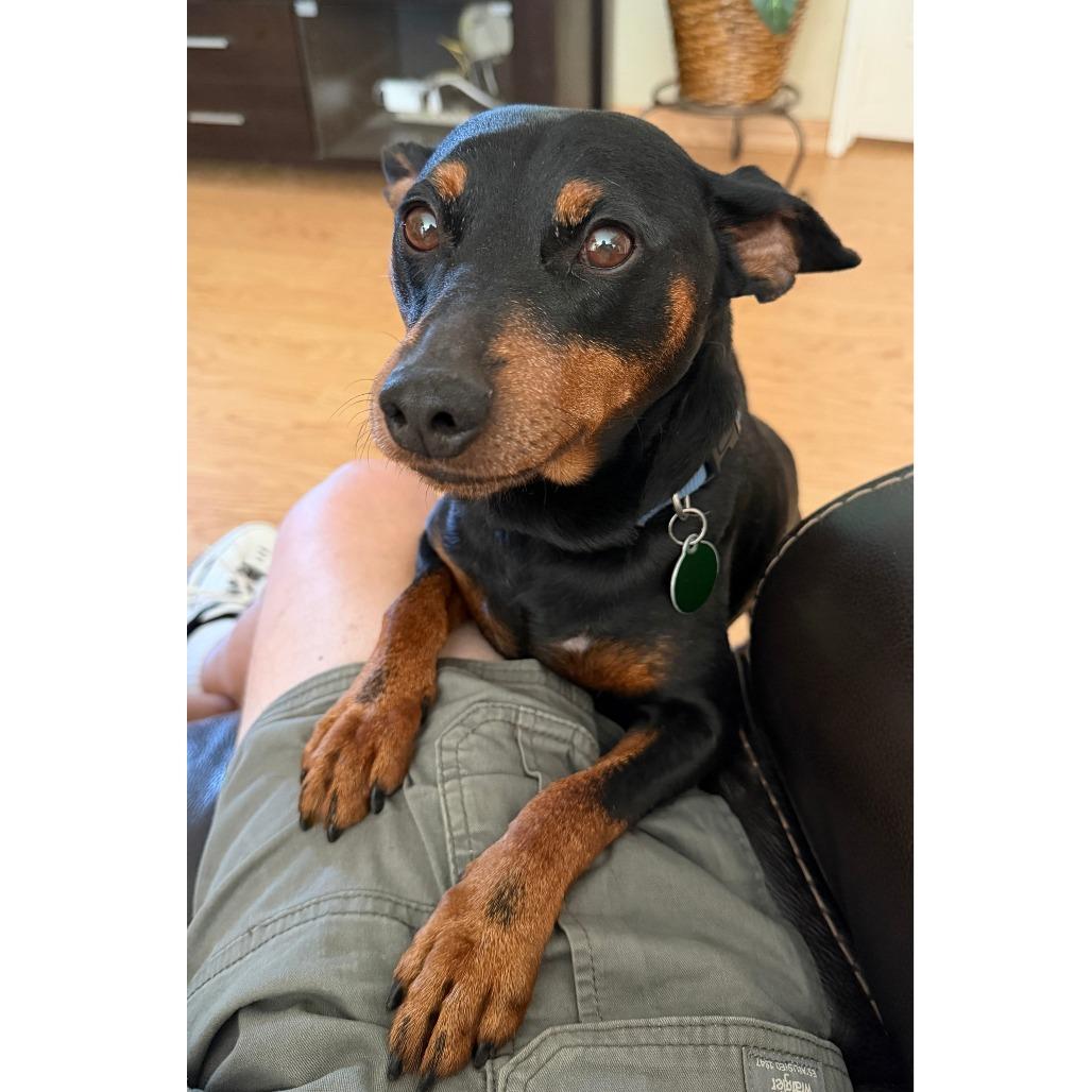CHIP, a Adoptable mixed breed in Pleasanton, CA image 2/5