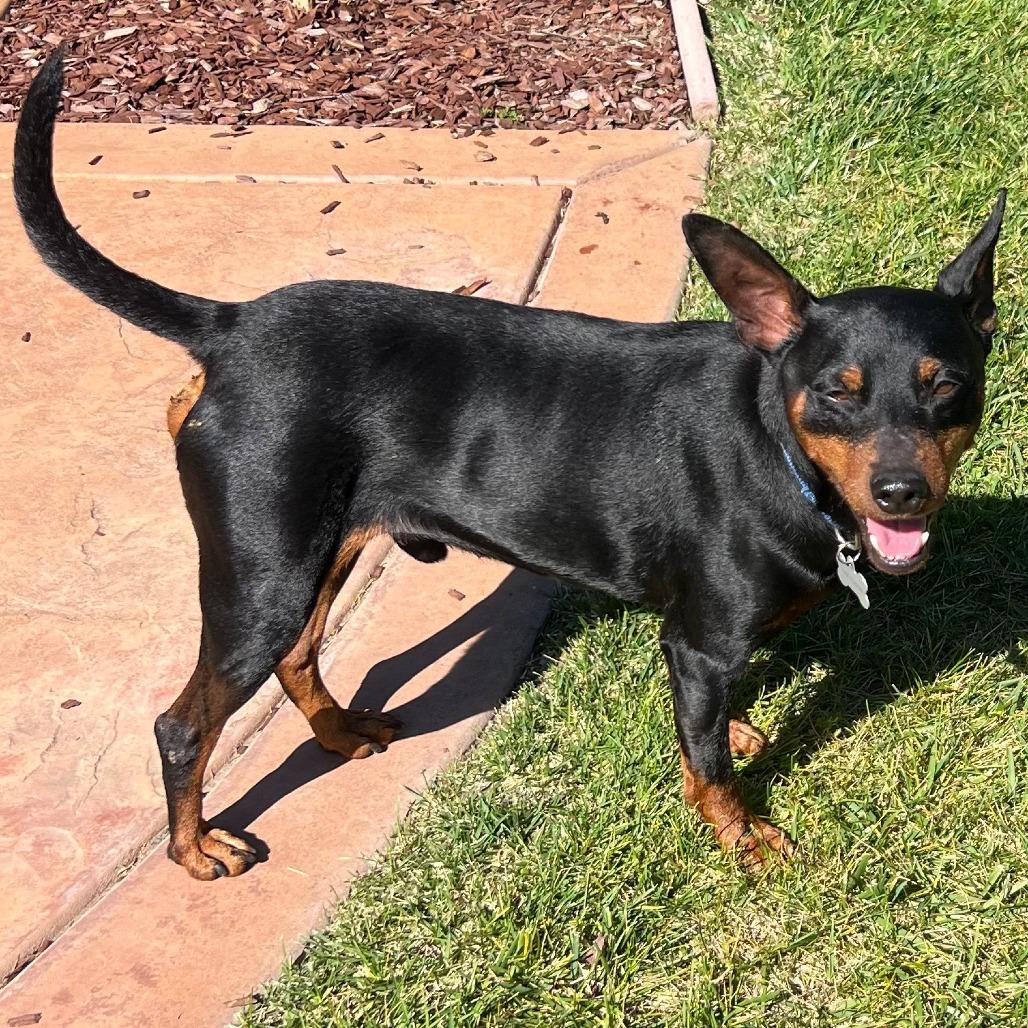 Enlarge CHIP, a Adoptable Miniature Pinscher in Pleasanton, CA image 2/5