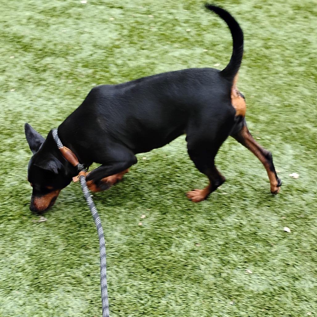 Enlarge CHIP, a Adoptable Miniature Pinscher in Pleasanton, CA image 3/5