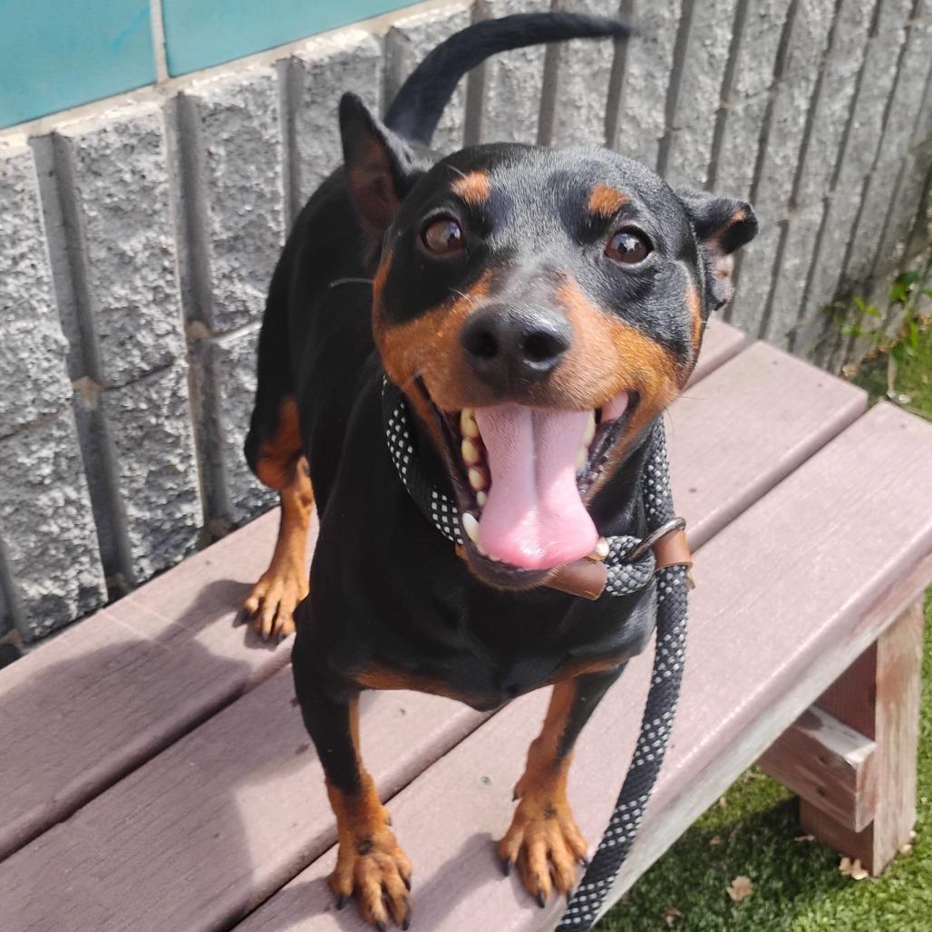Enlarge CHIP, a Adoptable Miniature Pinscher in Pleasanton, CA image 4/5