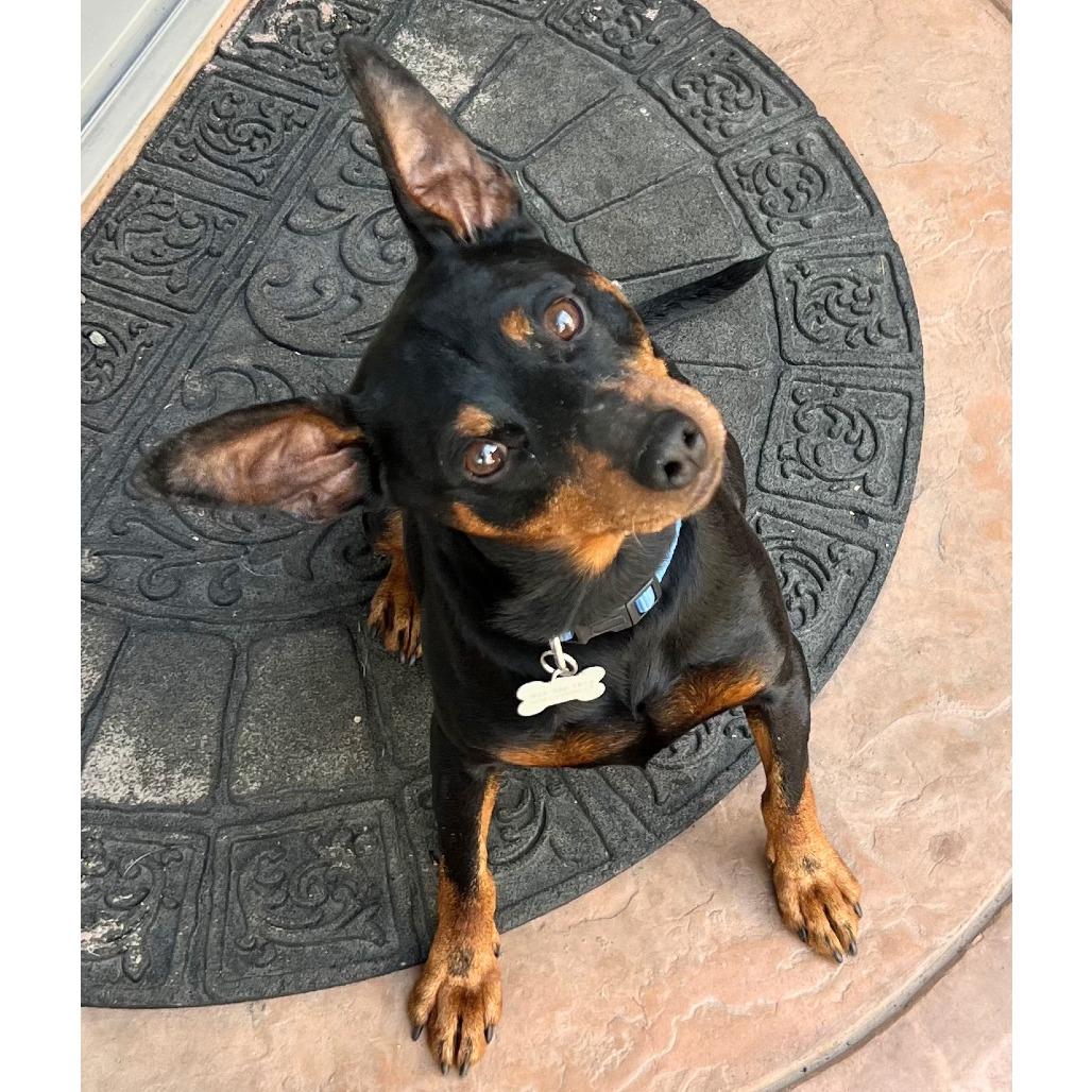 Enlarge CHIP, a Adoptable Miniature Pinscher in Pleasanton, CA image 5/5