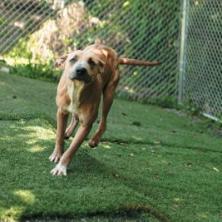 Horton, a Adoptable mixed breed in Hartsville , TN image 2/4