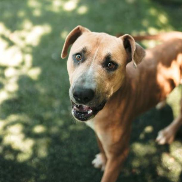 Horton, a Adoptable mixed breed in Hartsville , TN image 4/4