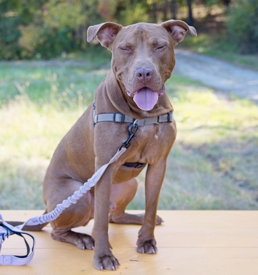 Enlarge Ducky, a Adoptable Pit Bull Terrier in Chapel Hill, NC image 1/10