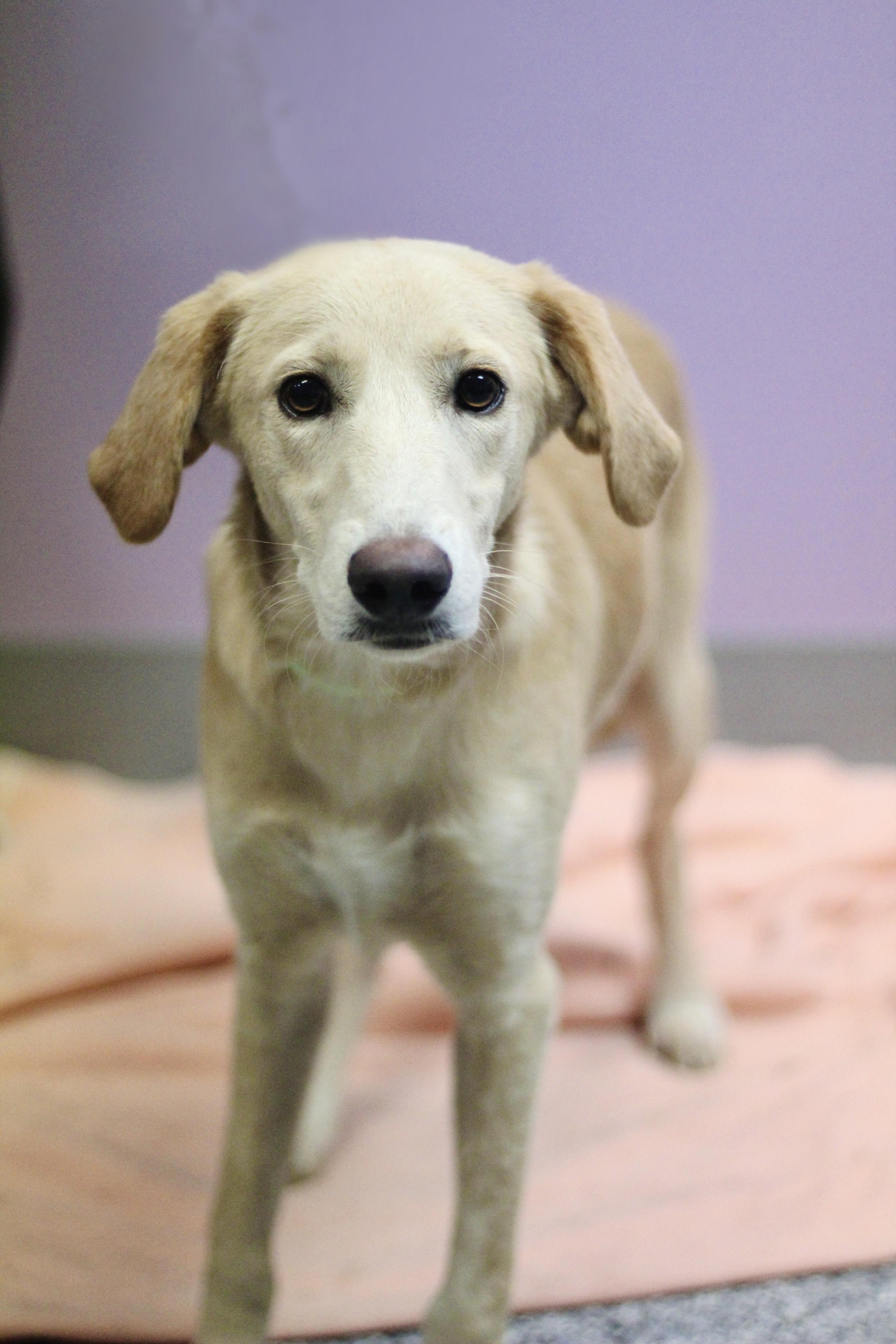 Mylo in NH. Come Meet our Adoptable Dogs Wednesday-Saturday. More info in Bio, adopted, Puppy Male Labrador Retriever.