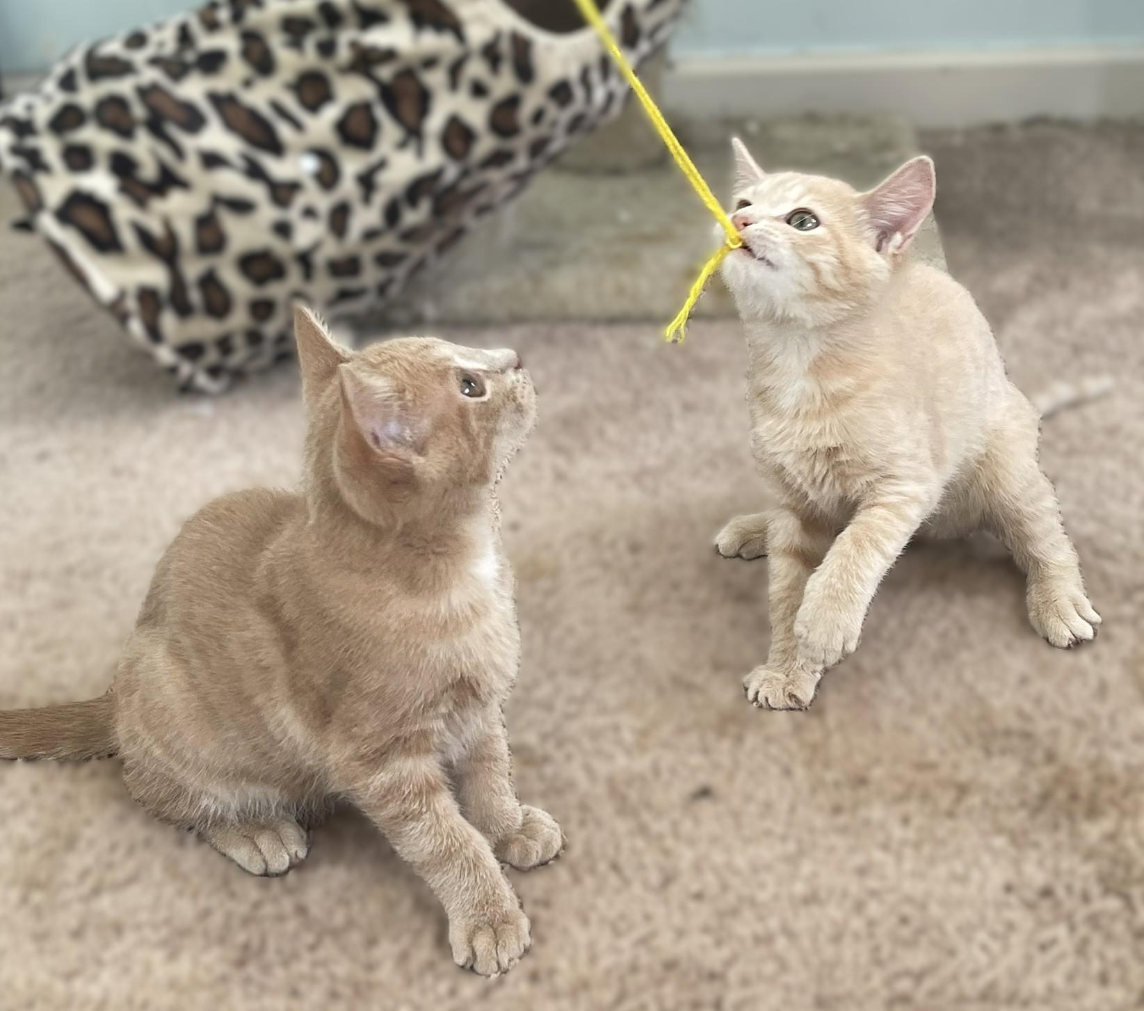 Enlarge Brian and Stanley, a Adopted Domestic Short Hair in Culpeper, VA image 5/5