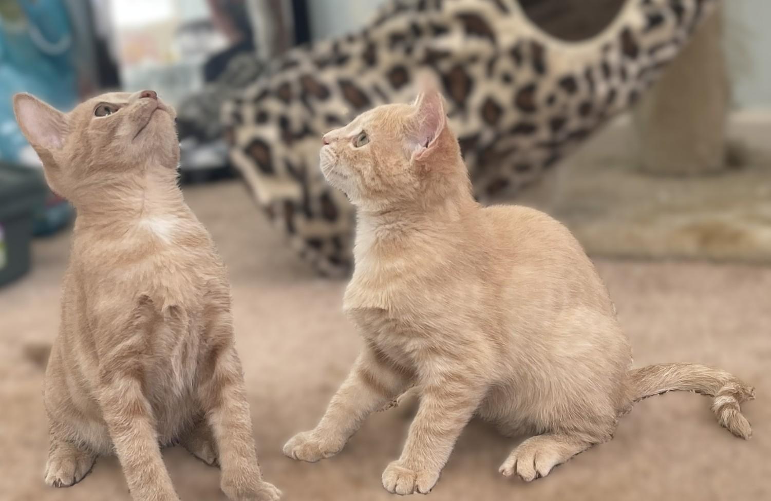 Enlarge Brian and Stanley, a Adopted Domestic Short Hair in Culpeper, VA image 4/5