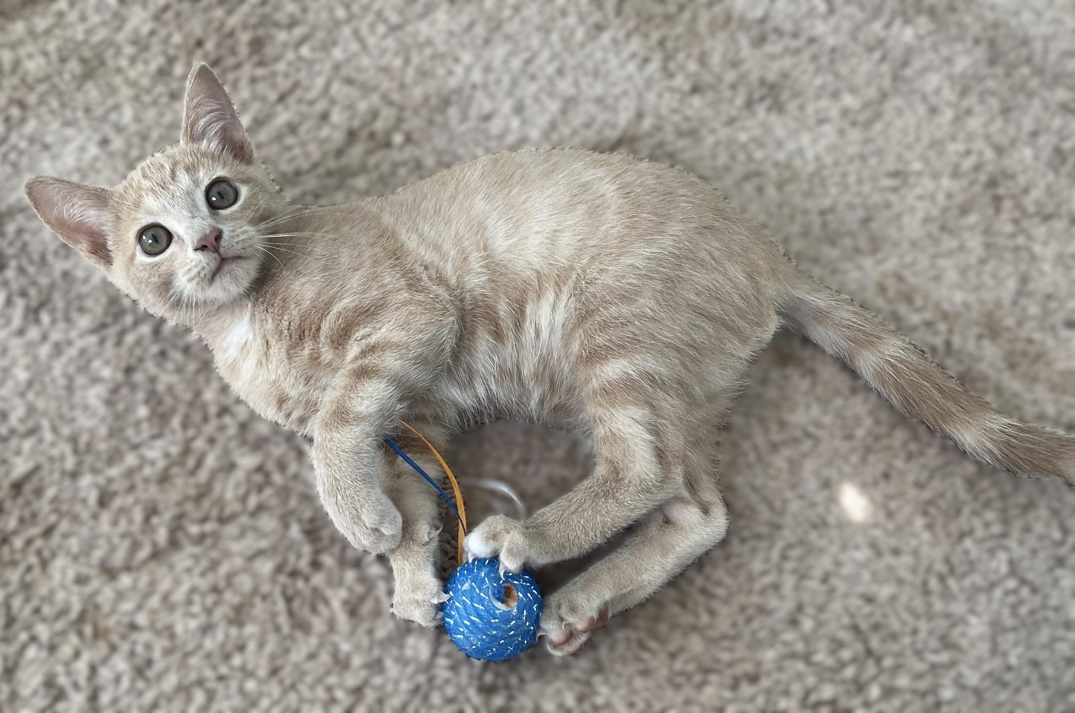Enlarge Brian and Stanley, a Adopted Domestic Short Hair in Culpeper, VA image 3/5