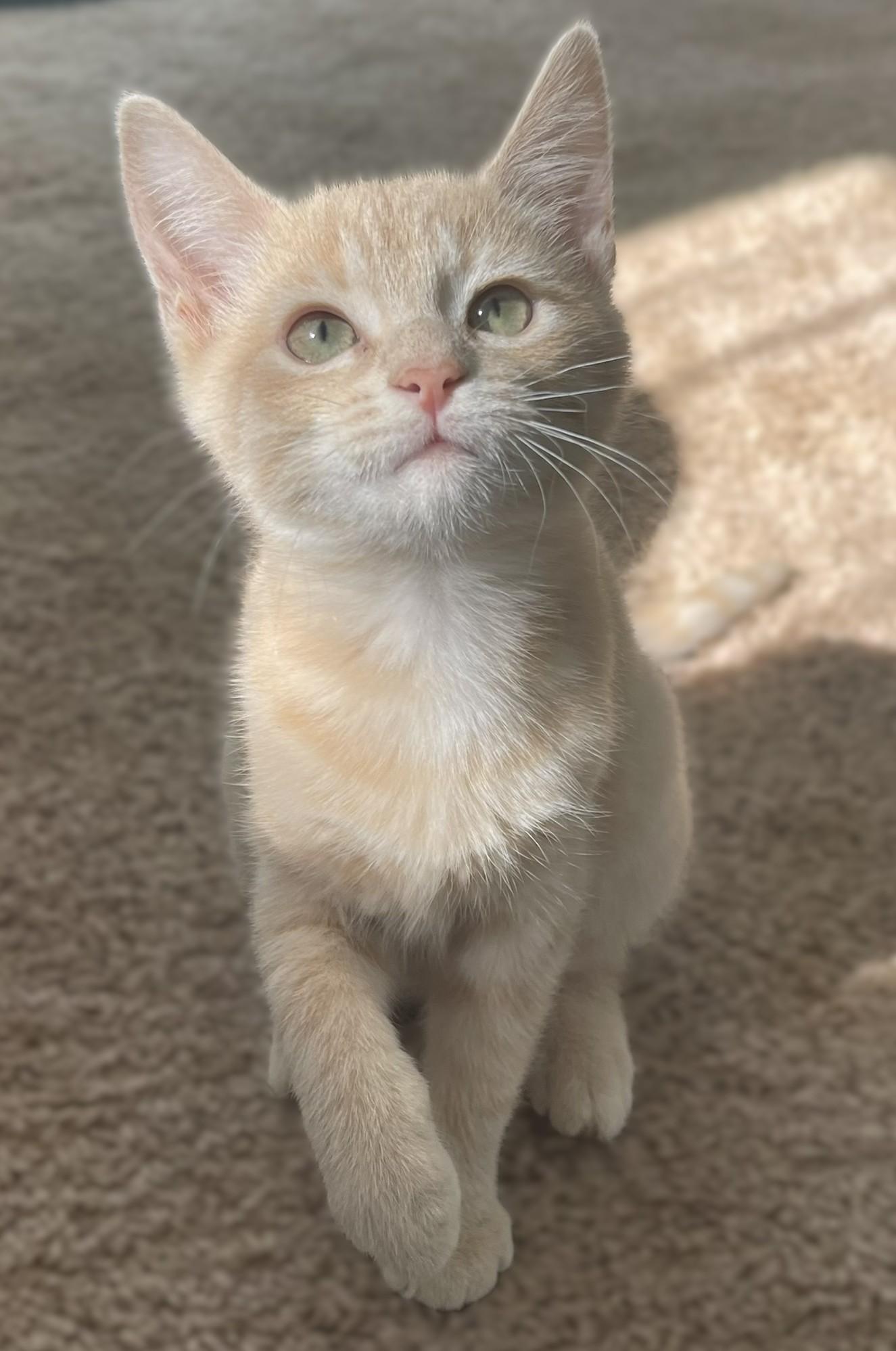 Enlarge Brian and Stanley, a Adopted Domestic Short Hair in Culpeper, VA image 2/5