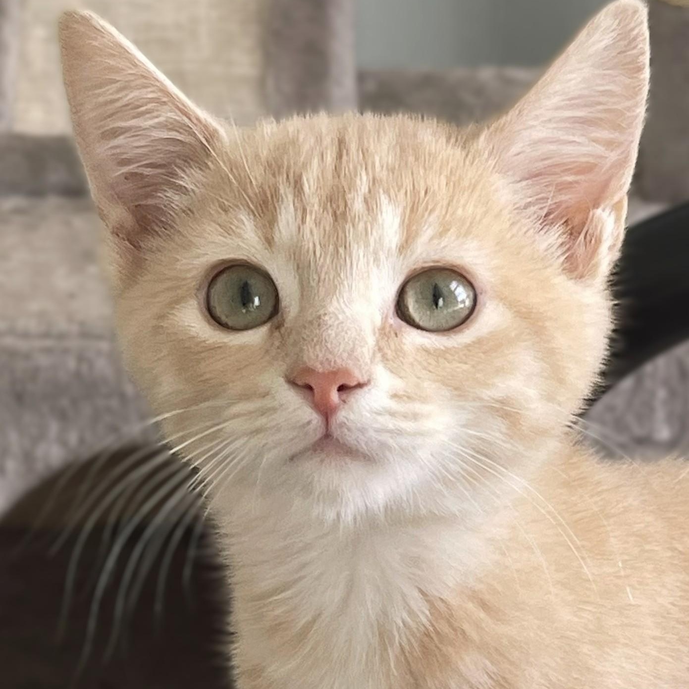 Brian and Stanley, Adopted, Kitten Male Domestic Short Hair.