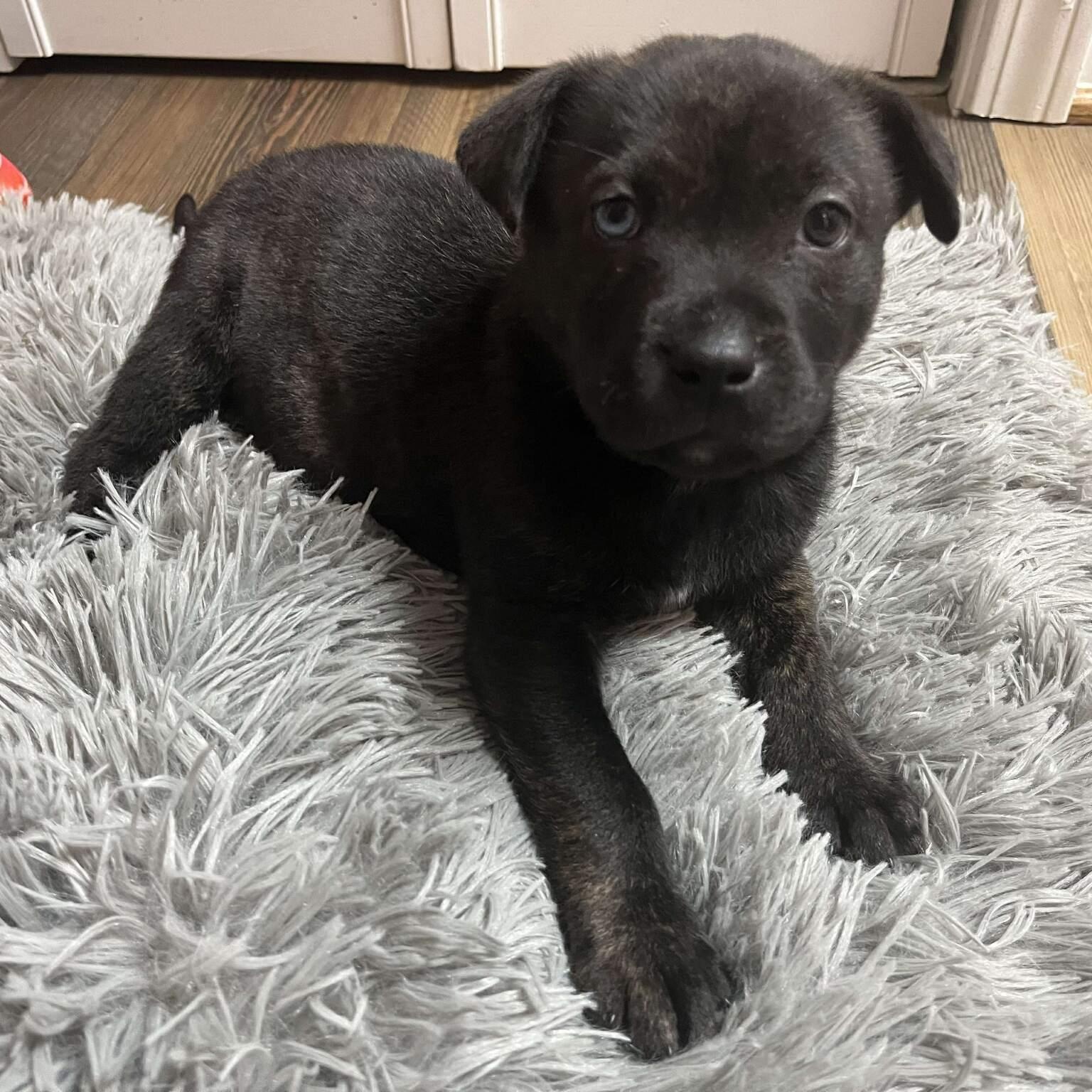 Enlarge Smith , a ADOPTABLE mixed breed in Myrtle Beach, SC image 4/5