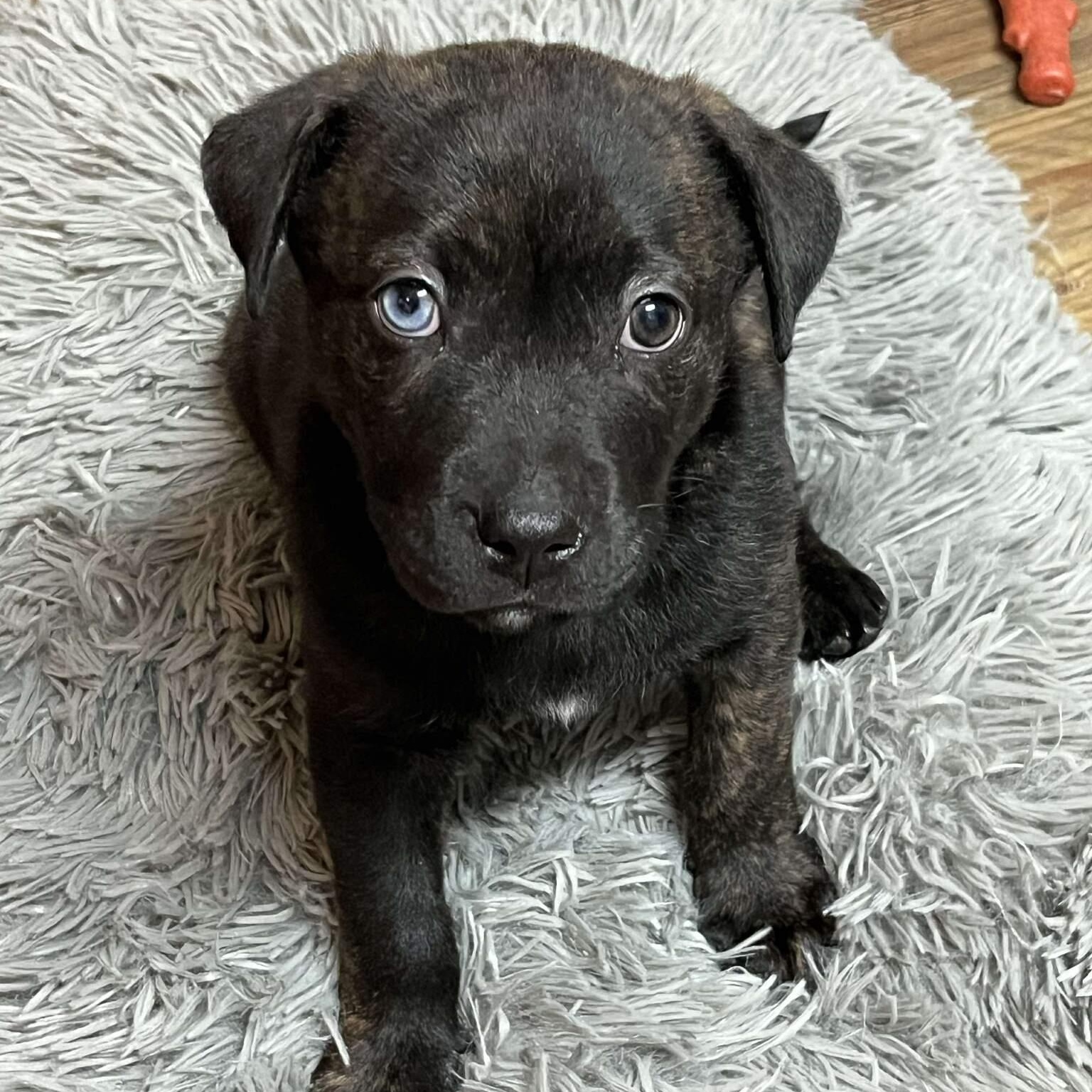 Smith , ADOPTABLE, Puppy Male Mixed Breed.