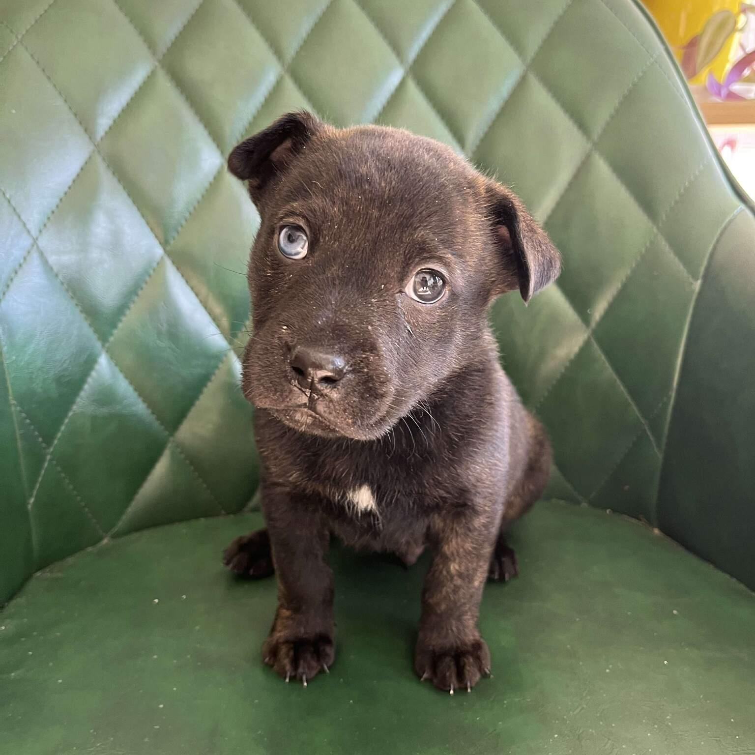 Enlarge Smith , a ADOPTABLE mixed breed in Myrtle Beach, SC image 2/5