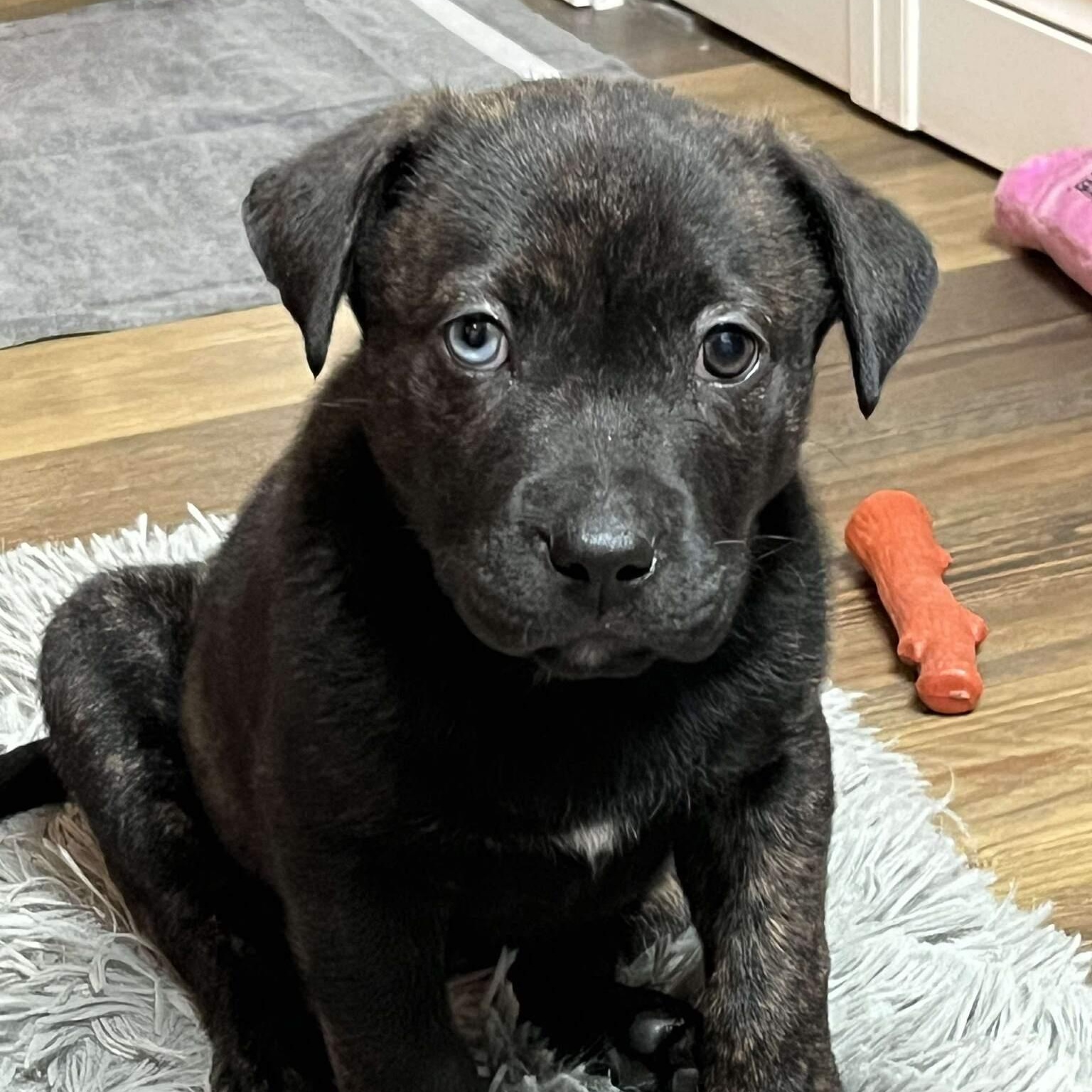 Enlarge Smith , a ADOPTABLE mixed breed in Myrtle Beach, SC image 3/5