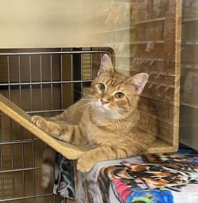 Annie, Adoptable, Kitten Female Tabby.