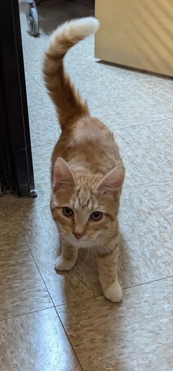 Annie, a Adoptable Tabby image 2/5