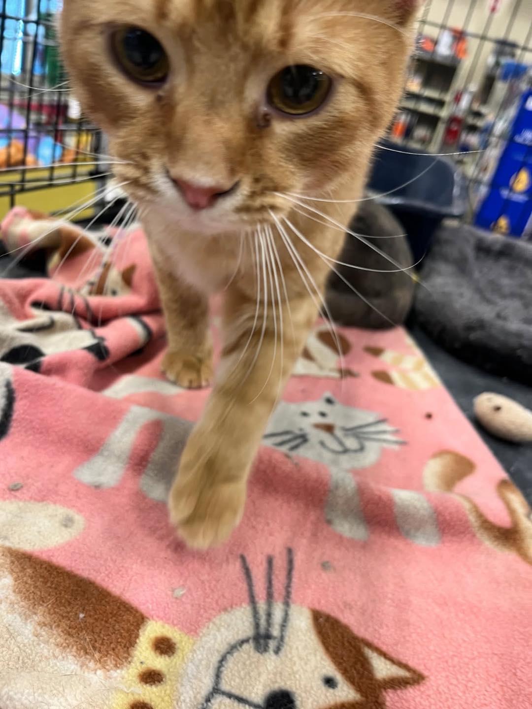 Annie, a Adoptable Tabby image 3/5