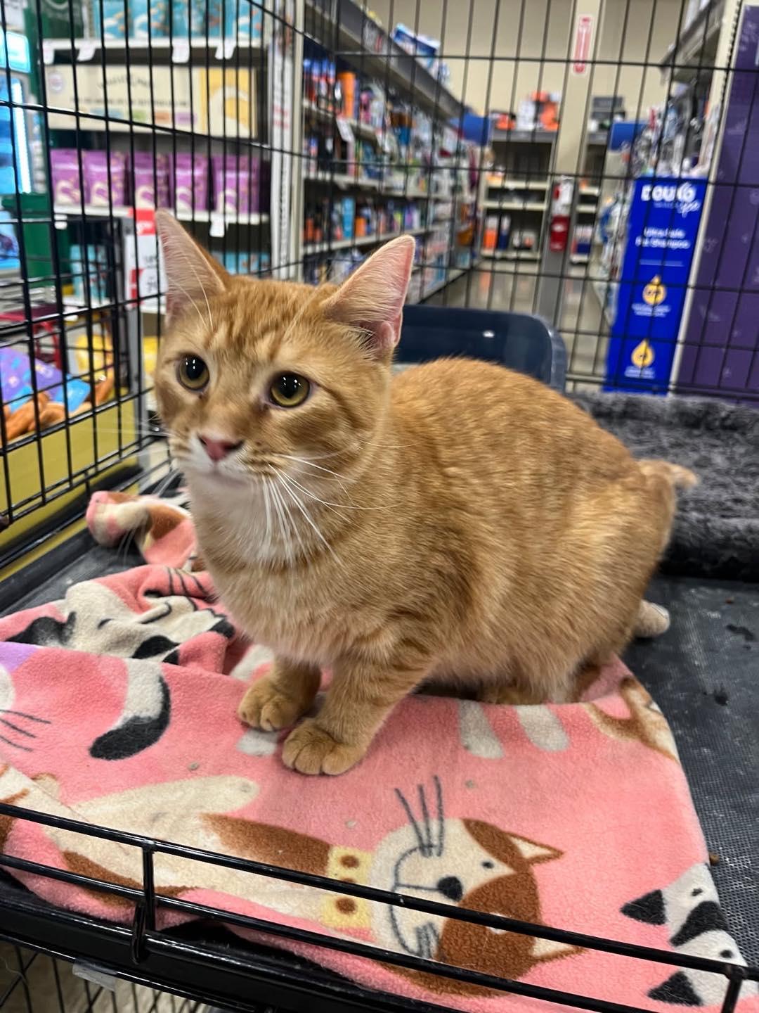 Annie, a Adoptable Tabby image 4/5