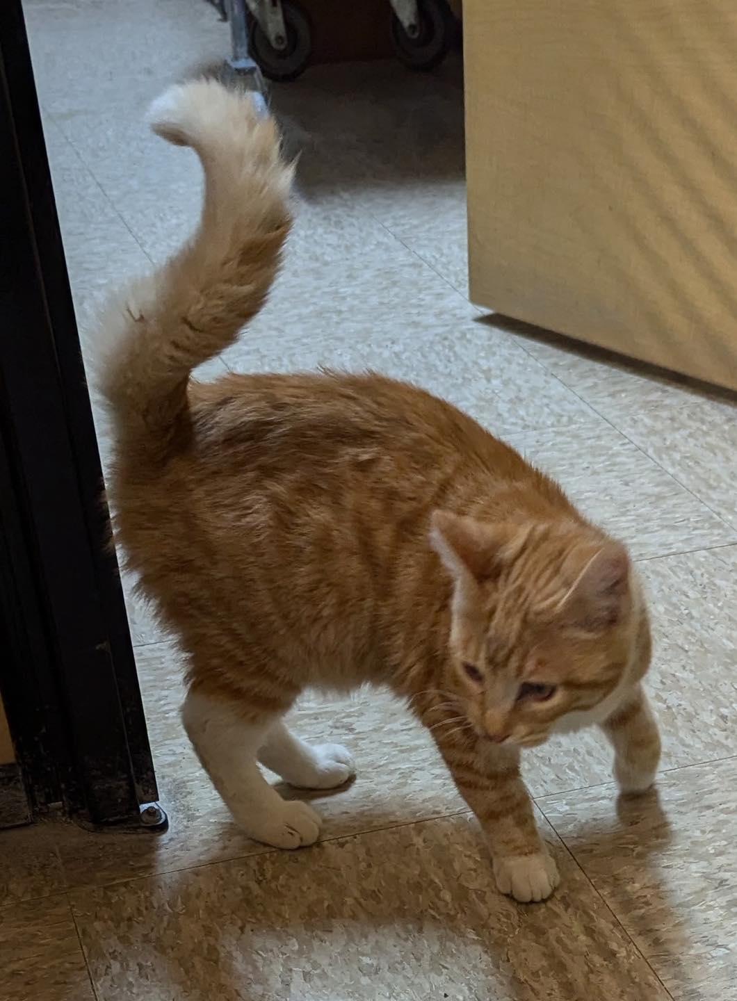 Annie, a Adoptable Tabby image 5/5