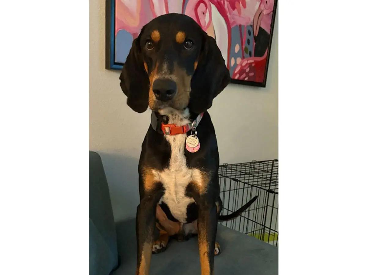 Nico (FL), ADOPTABLE, Young Male Black and Tan Coonhound.