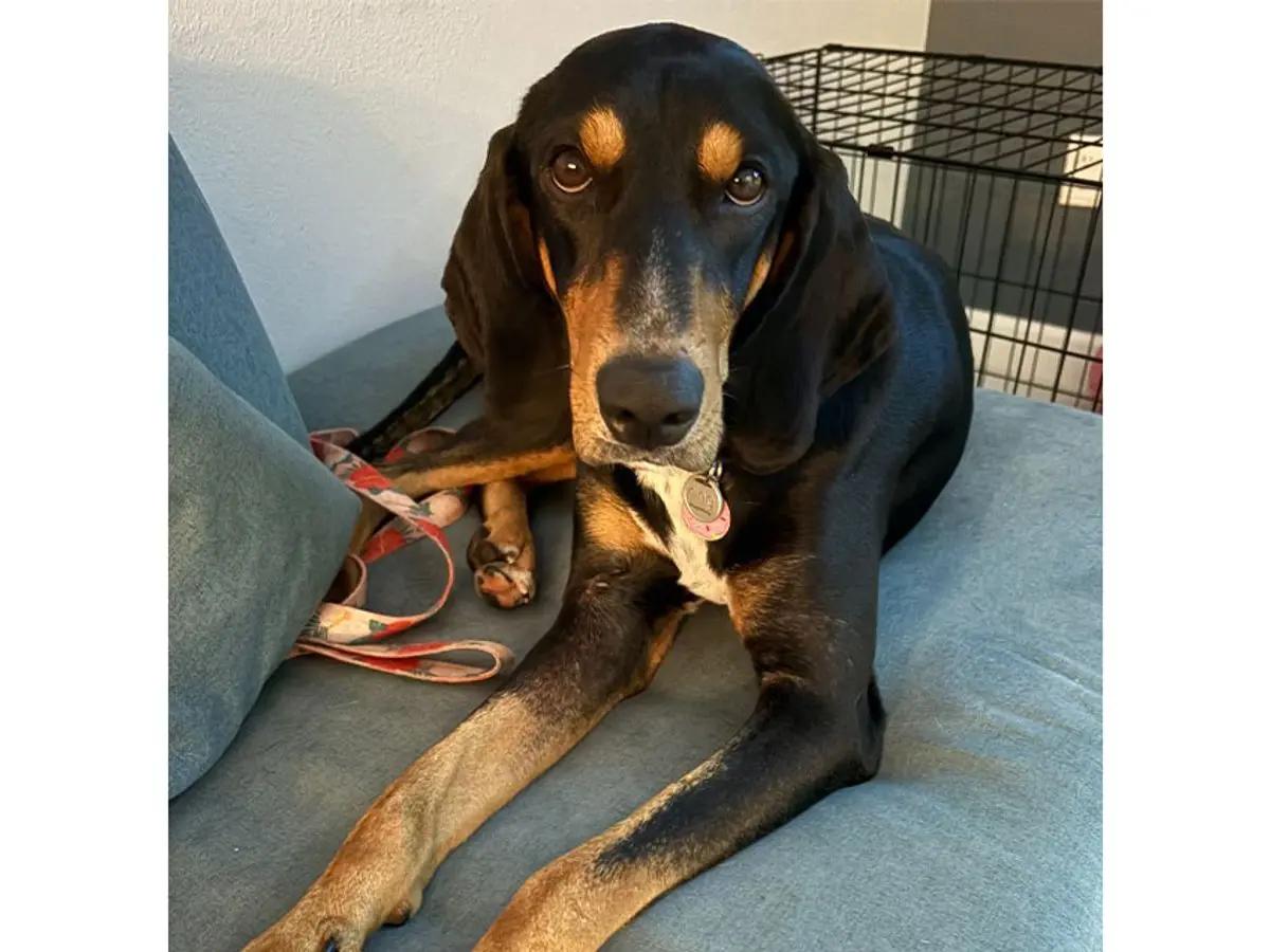 Nico (FL), a ADOPTABLE Black and Tan Coonhound in Pensacola, FL image 2/2