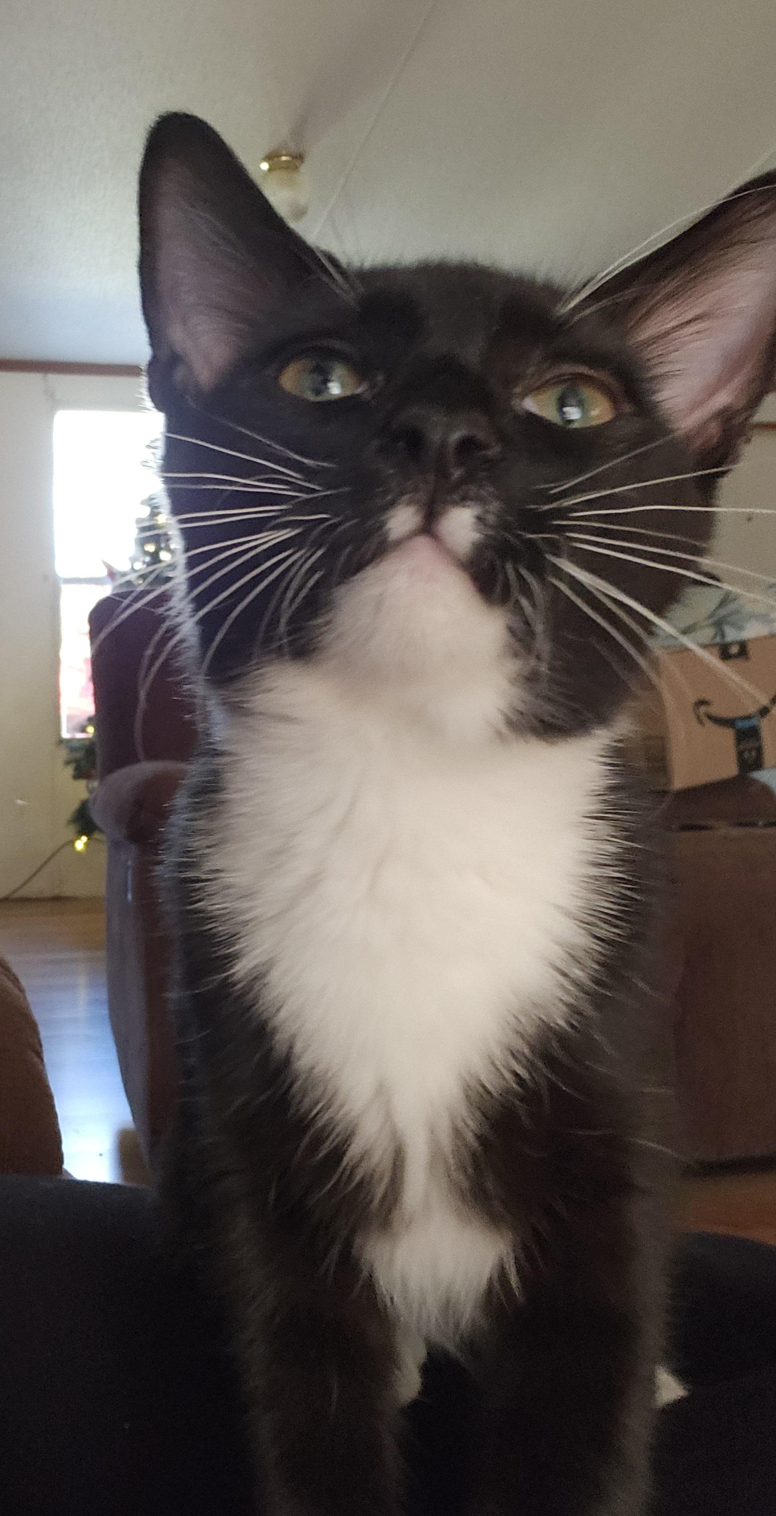 Enlarge Bambino , an adopted mixed breed in Charlotte, NC image 1/2