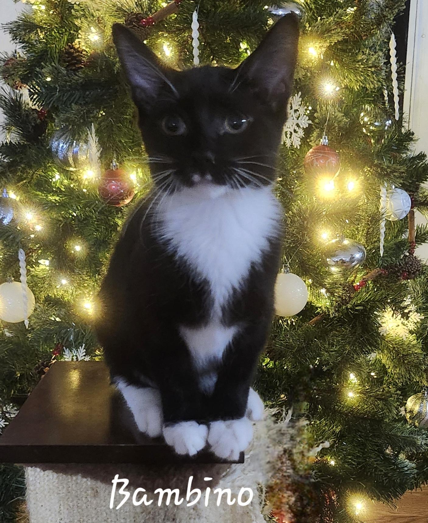 Enlarge Bambino , an adopted mixed breed in Charlotte, NC image 2/2