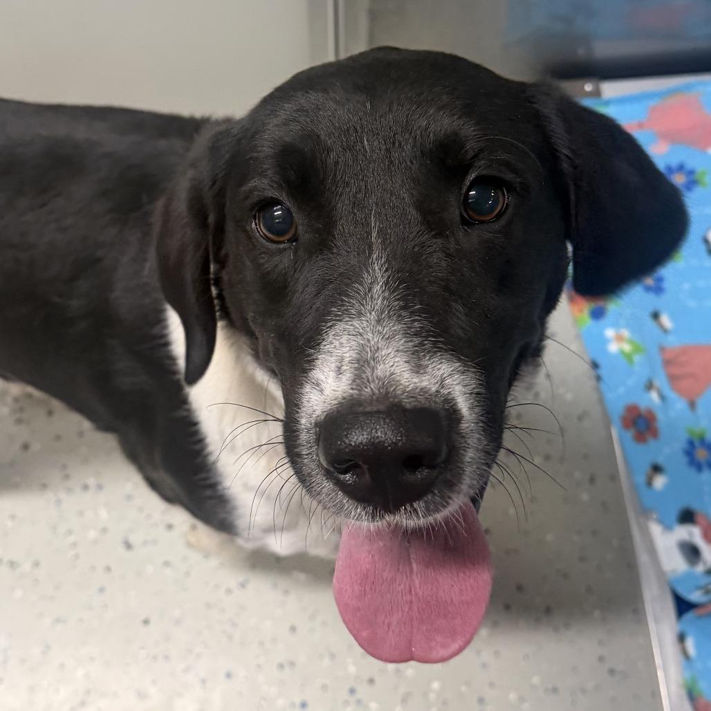 Enlarge Pollo, a Adoptable mixed breed in Marion, VA image 1/2