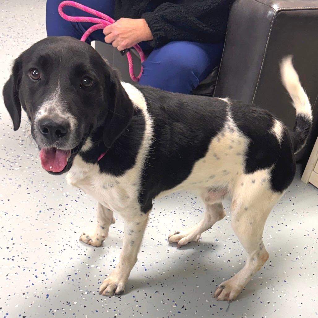 Enlarge Pollo, a Adoptable mixed breed in Marion, VA image 2/2